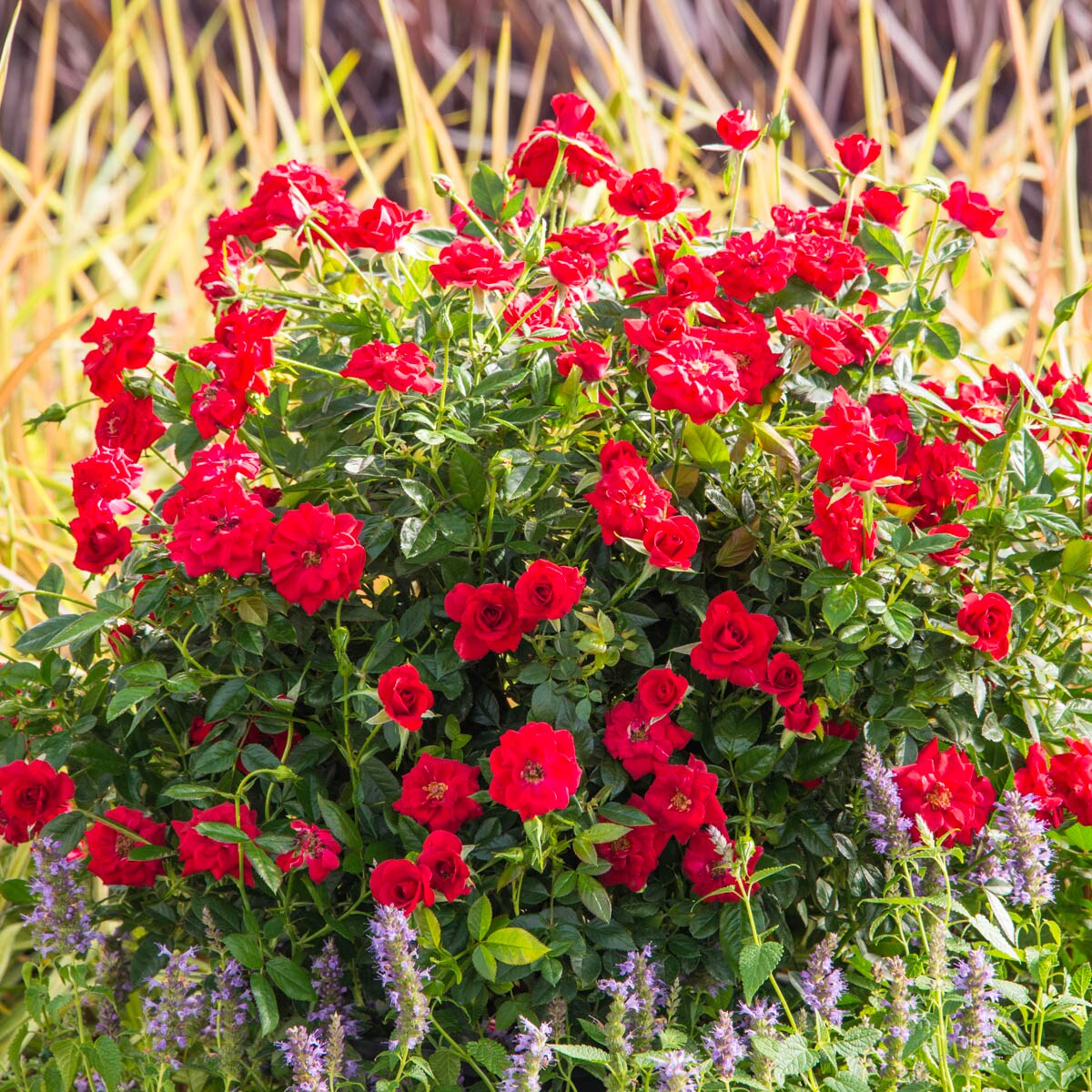 Spring Hill Nurseries 62030 roses - View #2