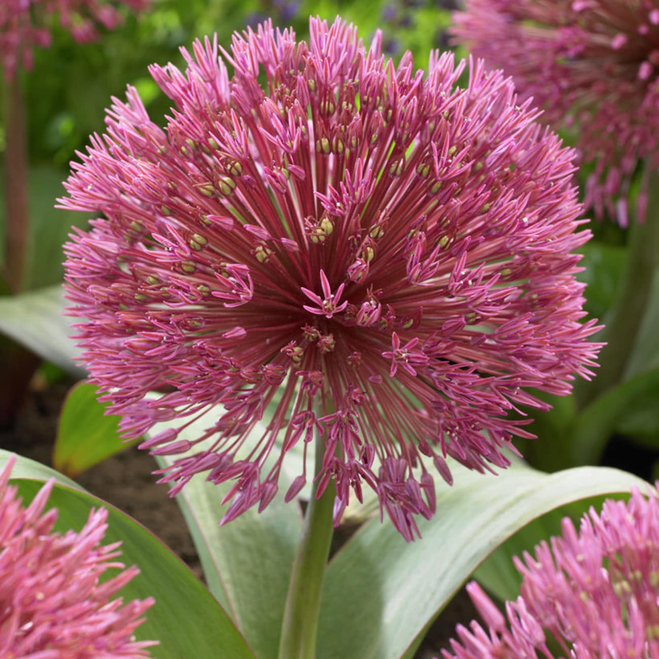 Van Zyverden 87138 Purple Allium Nevskianum Bulbs 3 Count