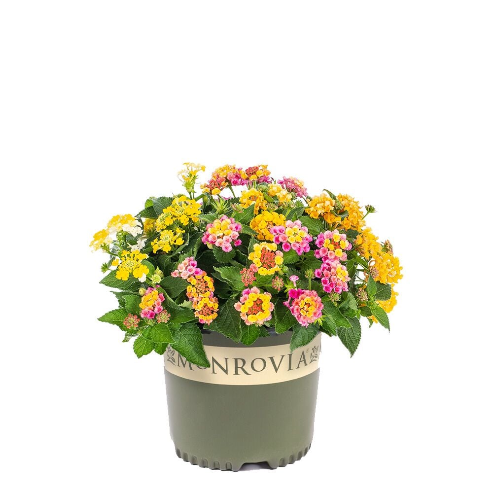 Monrovia Yellow Chapel Hill Yellow Lantana P16548 Plant in 3-Quart