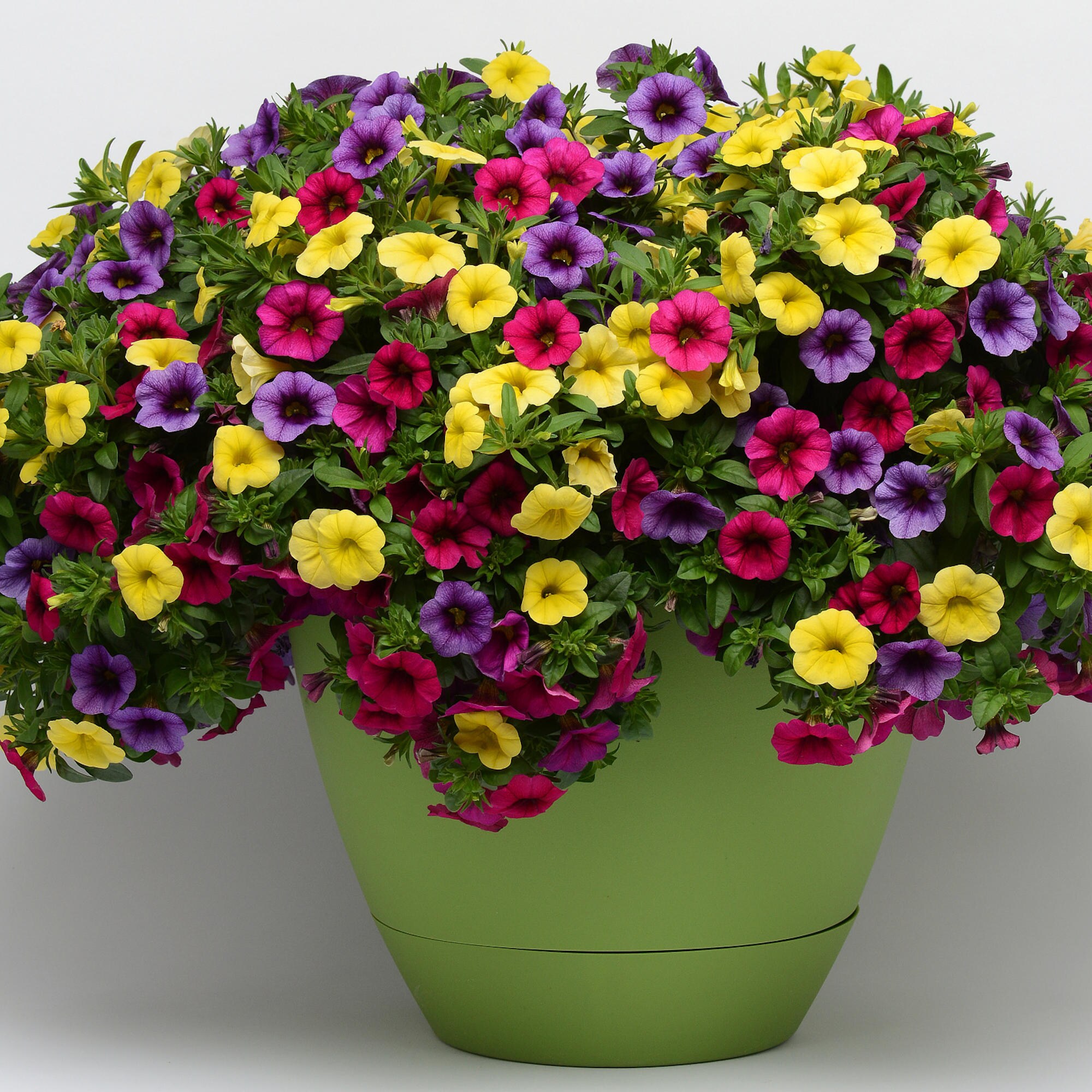 National Plant Network 1-in(Es) Multicolor Calibrachoa in Pot at Lowes.com