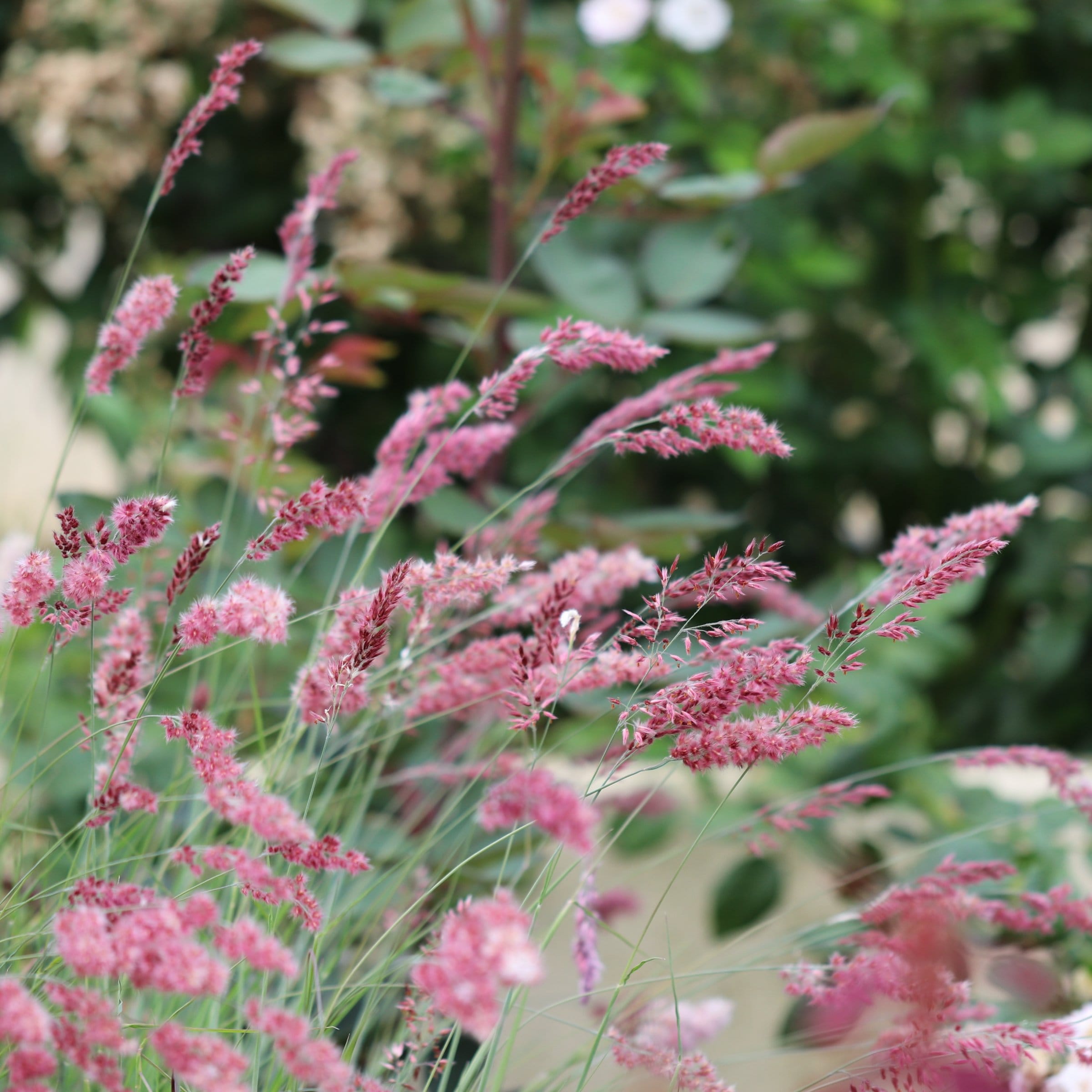 National Plant Network LW1884 perennials - View #3