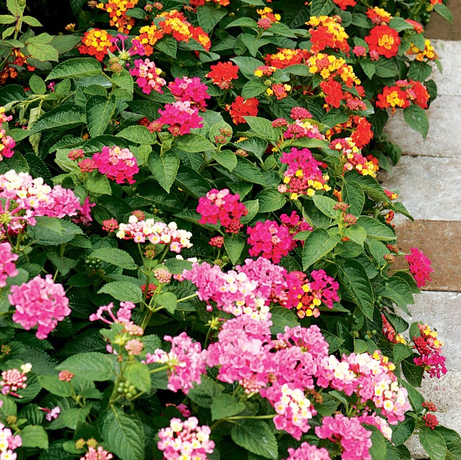Lowe's 462201 annuals - View #4