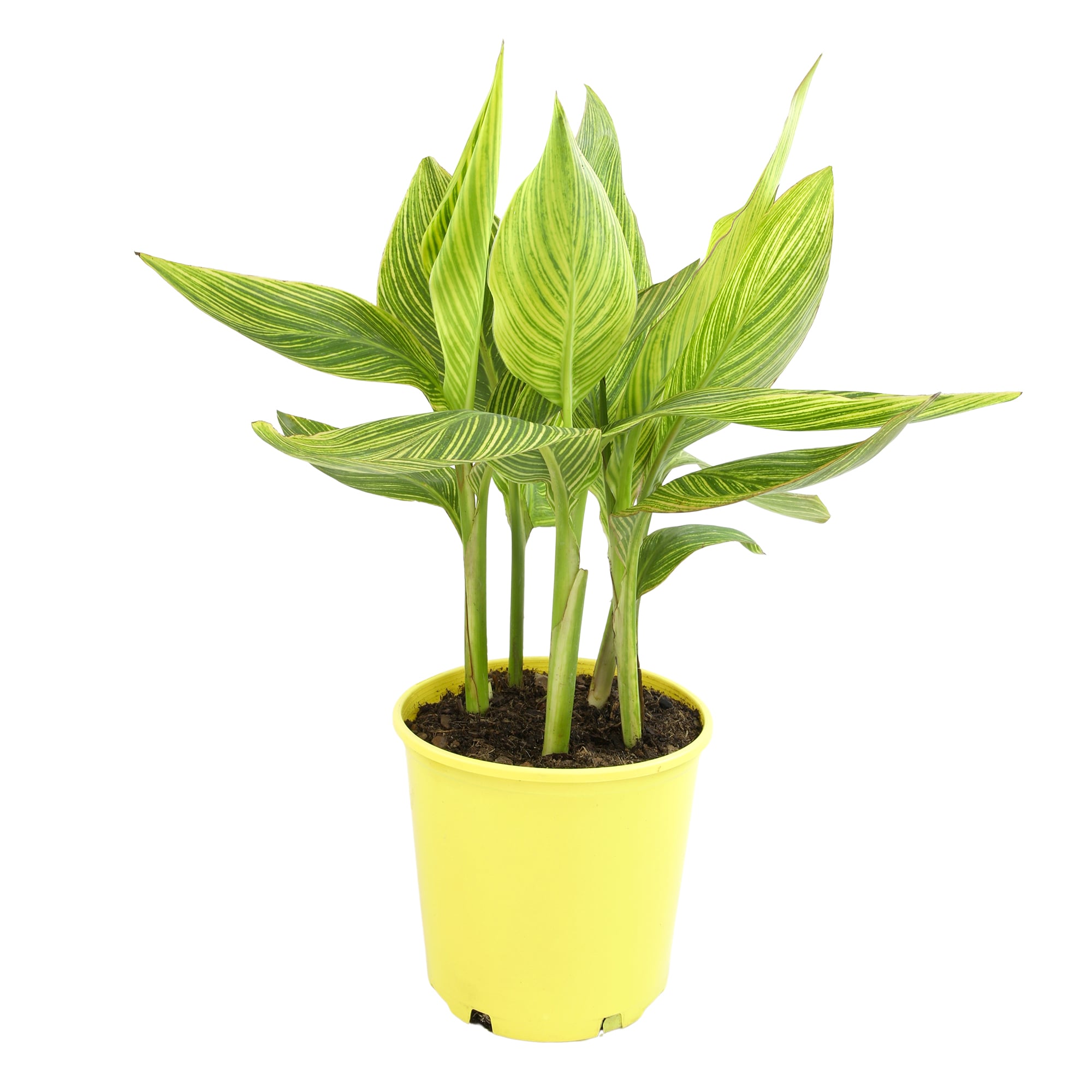 Altman Plants 0881325 Orange Canna Sun Splash Plant in 4 -Quart Planter 1.0 -Pack