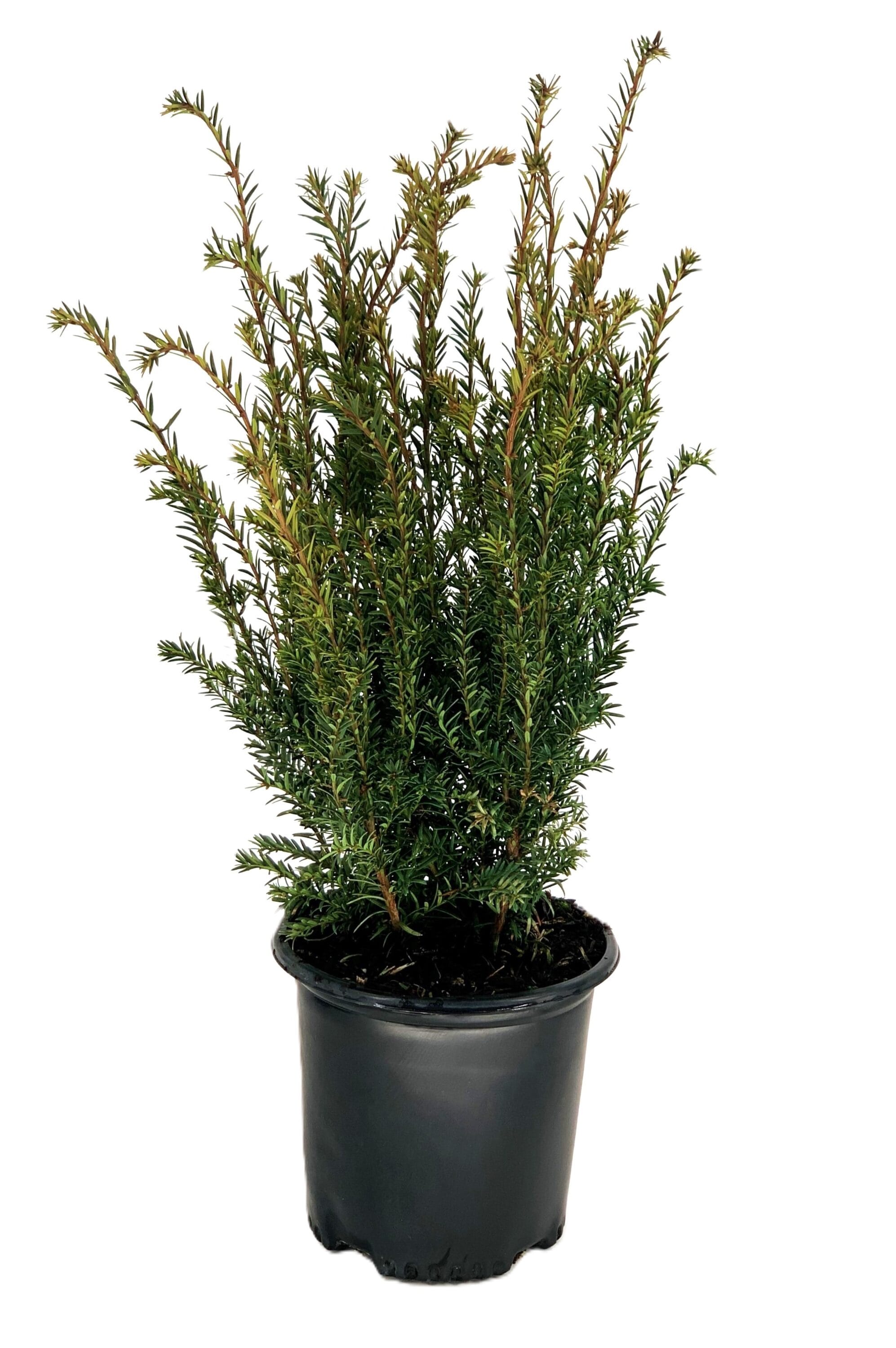  O877103 Brownii Yew Foundation/Hedge Shrub in 2.25 -Gallon Pot 1 -Pack