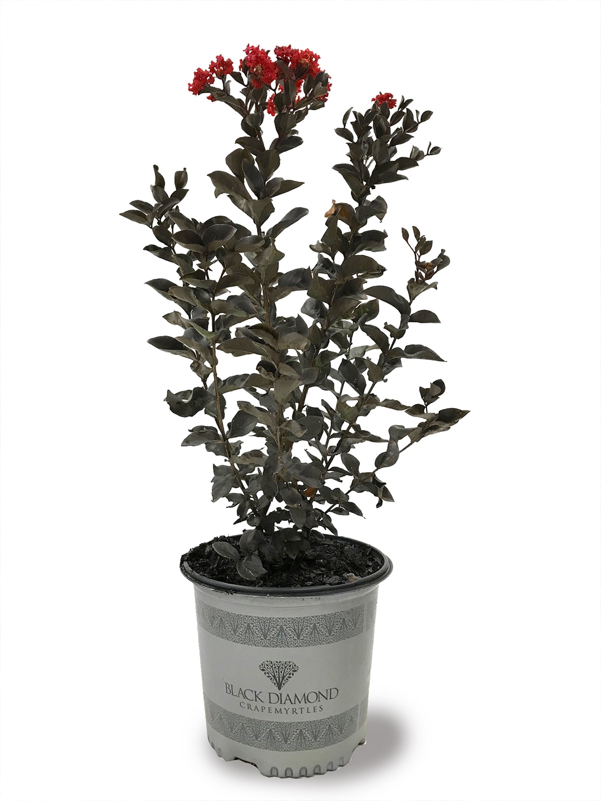 Black Diamond CRMBRH03G 1 Count Red Flowering Red Hot Crape Myrtle In pot (with soil)