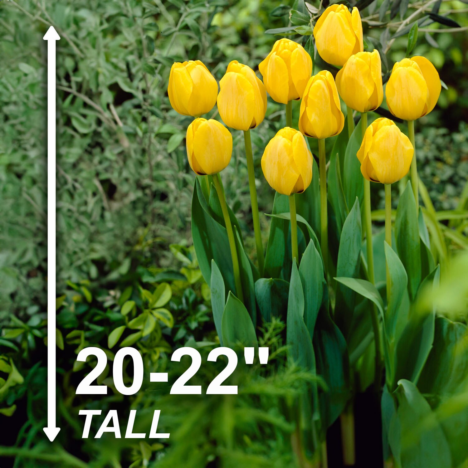 Garden State Bulb ECF-90-50-02 Plant-Bulbs - View #3