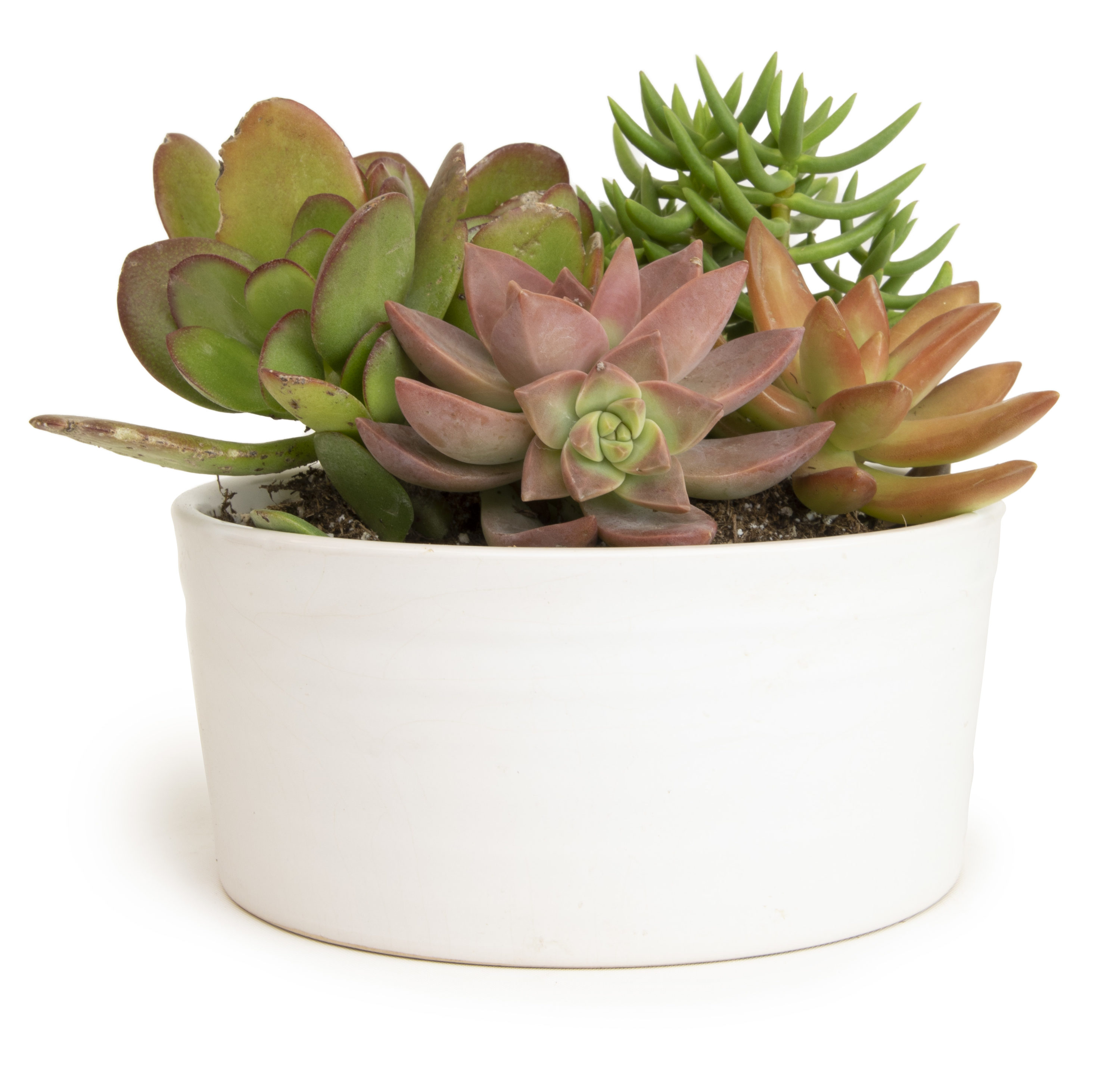 Altman Plants Succulent Garden in 5-in Pot in the Succulents department ...