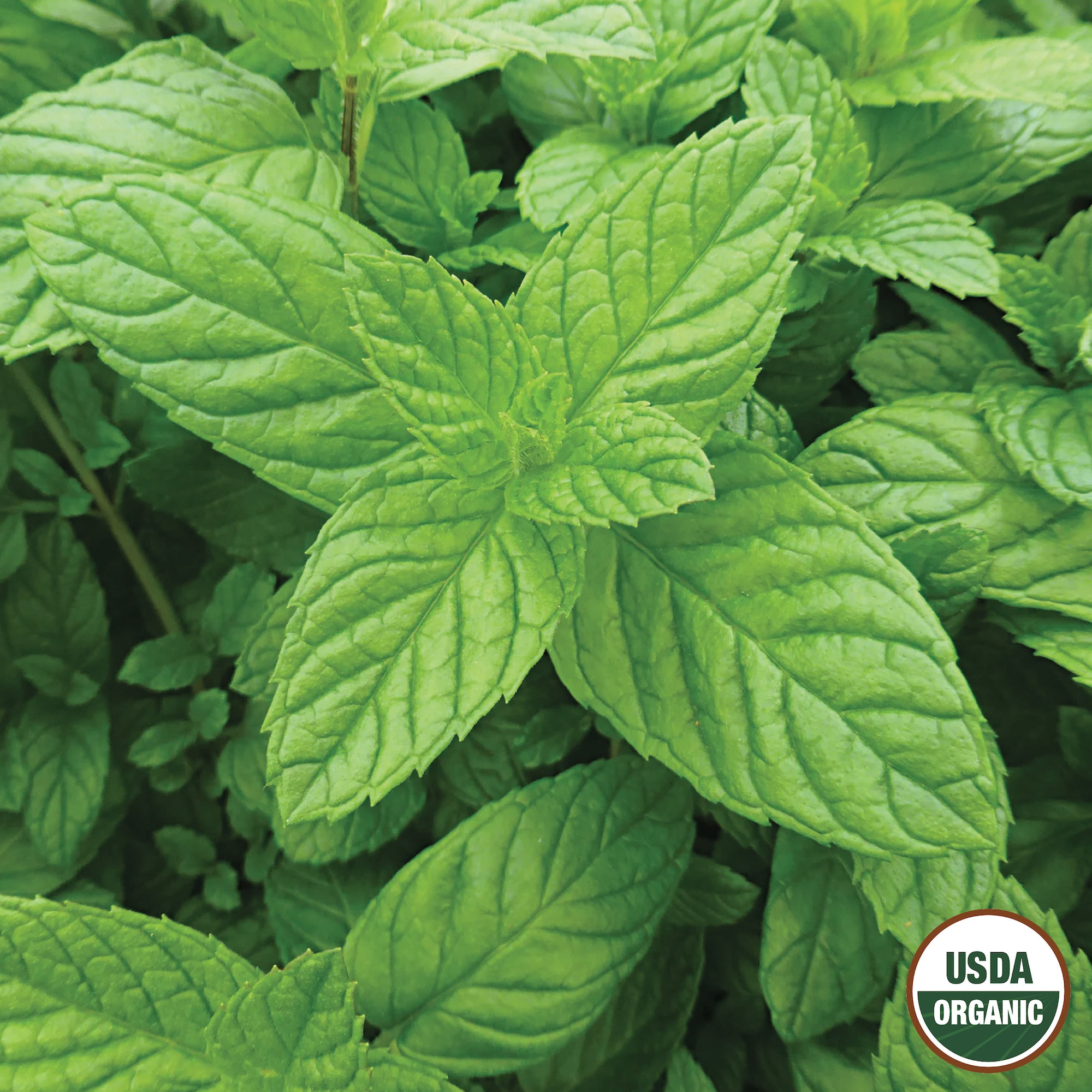 Ferry-Morse LC25.9566 Vegetable-Herb-Seeds - View #3