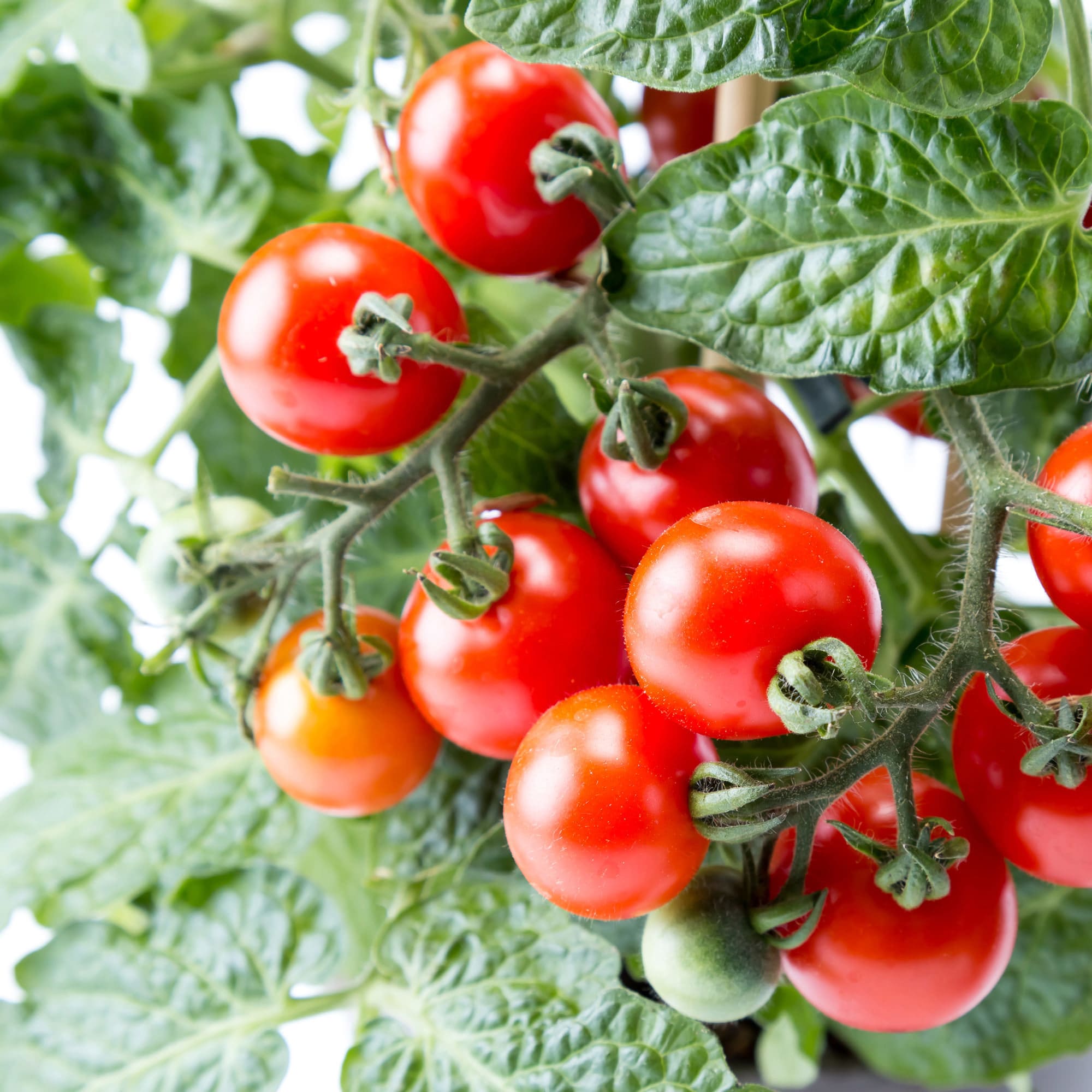 Bonnie Plants 202057 Vegetable-Plants - View #2