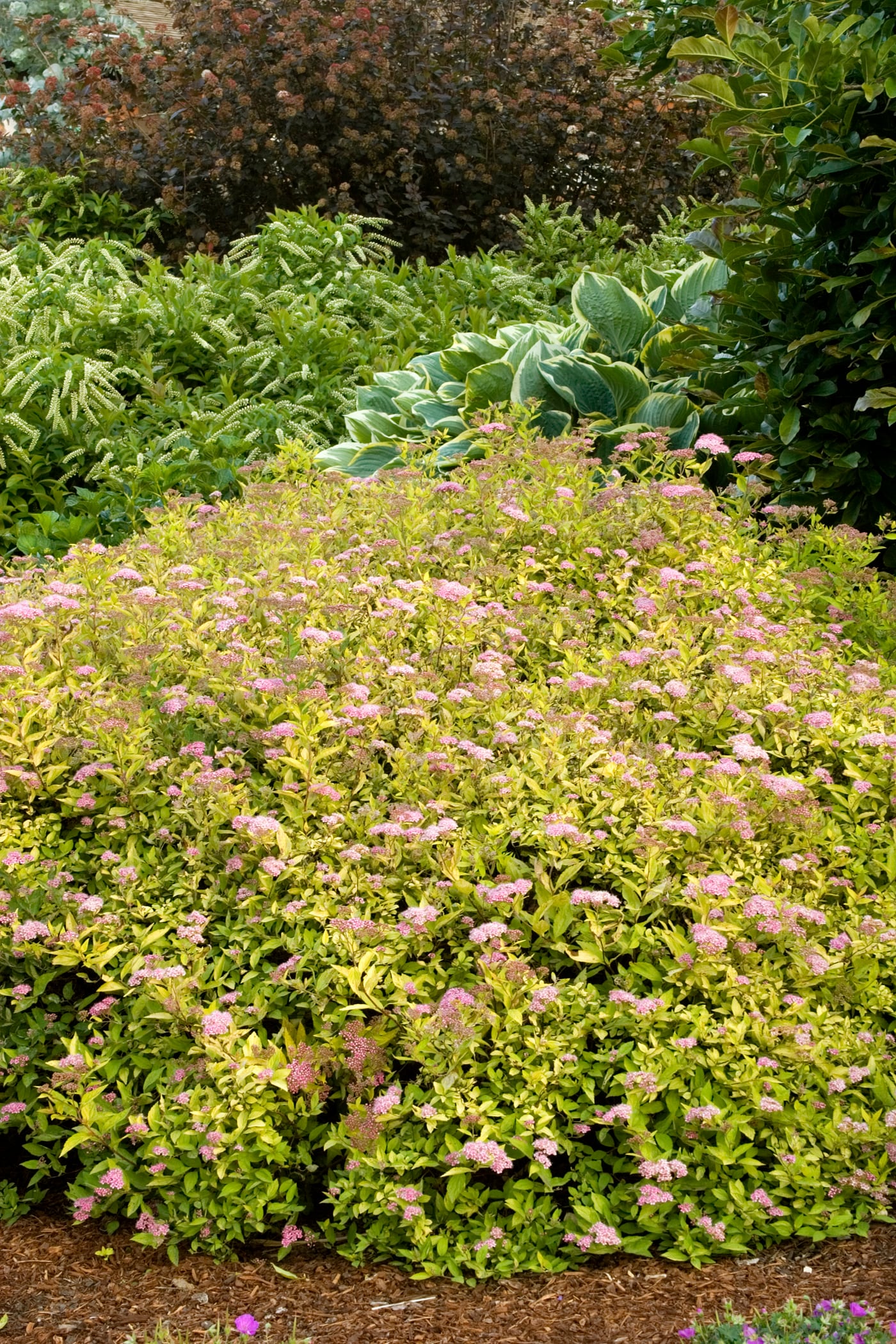 Monrovia 071231 shrubs - View #2