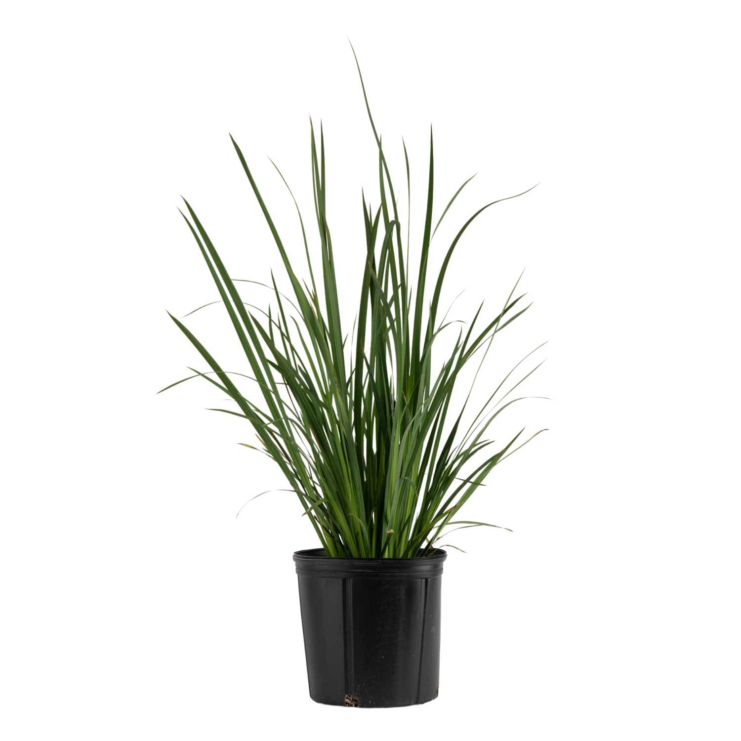 Fragrant Iris Shrubs at Lowes.com