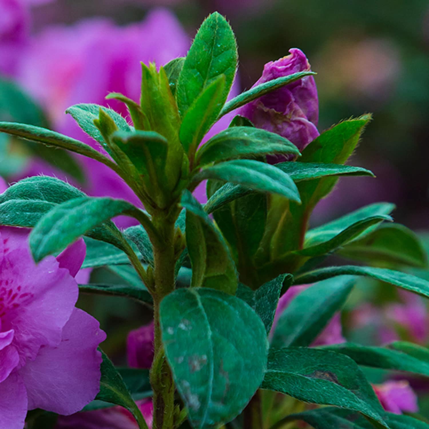 Encore Azalea 80571 shrubs - View #2