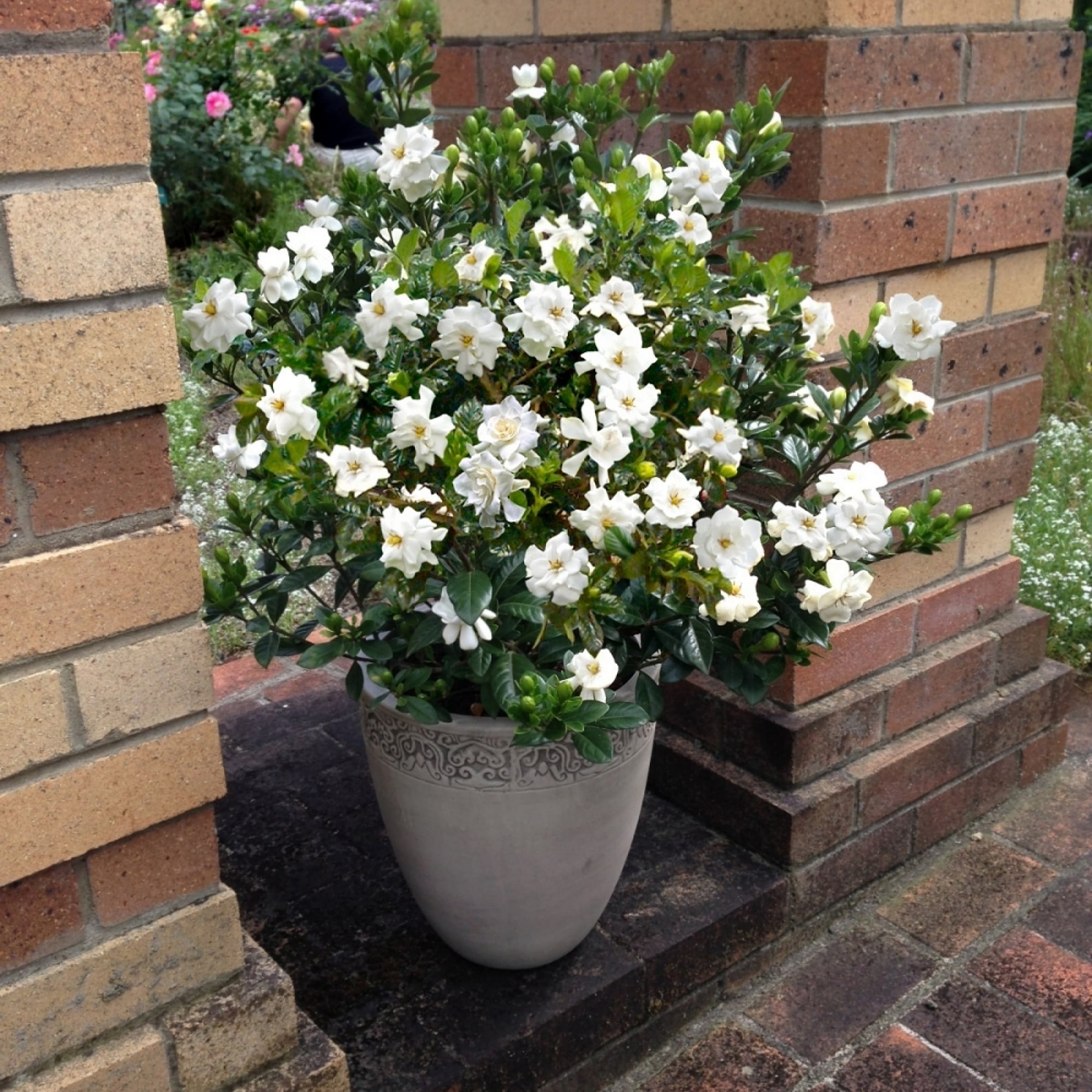 National Plant Network LW1101 shrubs - View #2