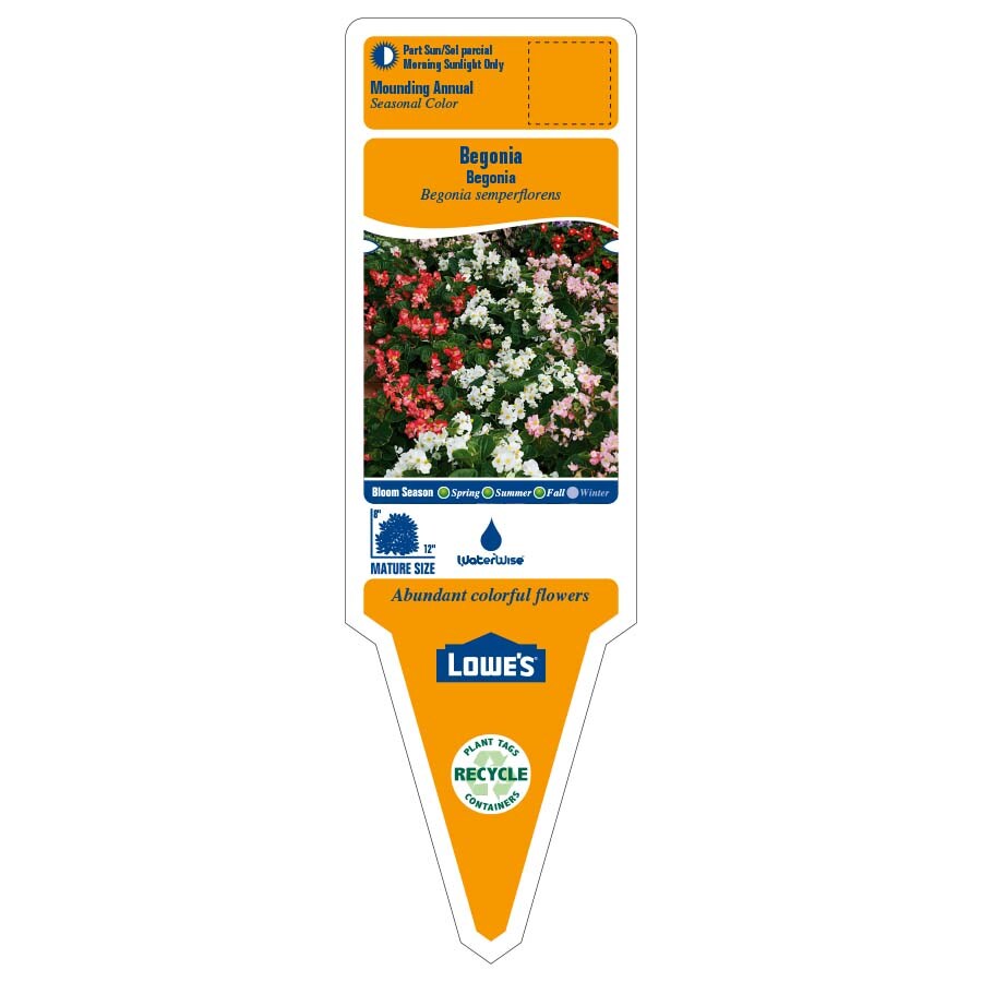 Lowe's NURSERY annuals - View #2