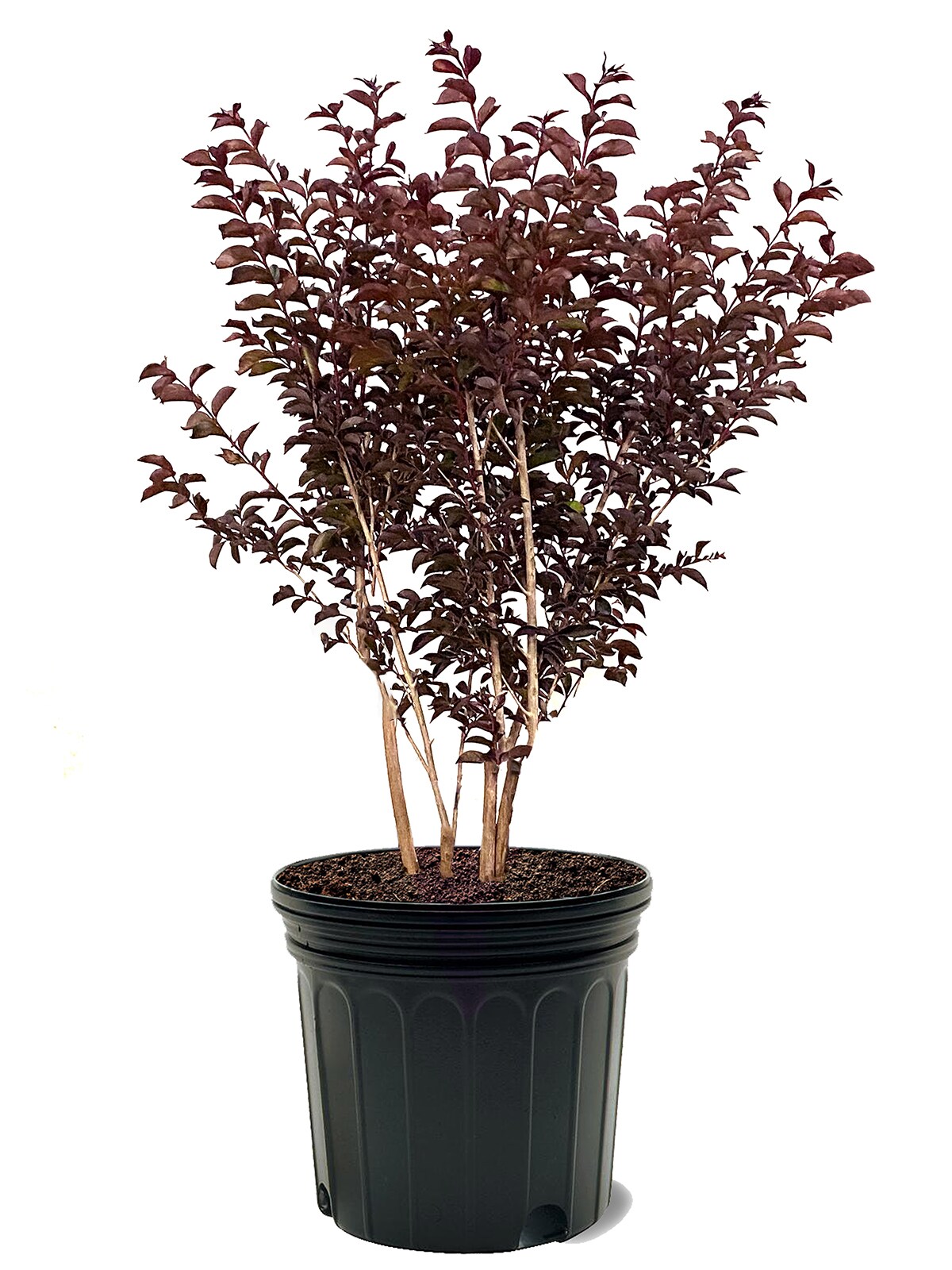 Midnight Magic Crape Myrtle Plants, Bulbs & Seeds at Lowes.com