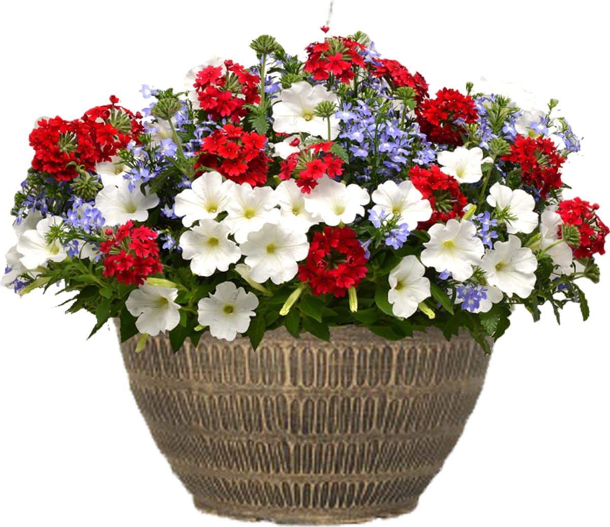 Lowe's NURSERY Multicolor Mixed Annuals Combinations in 2 Gallon(s) Planter