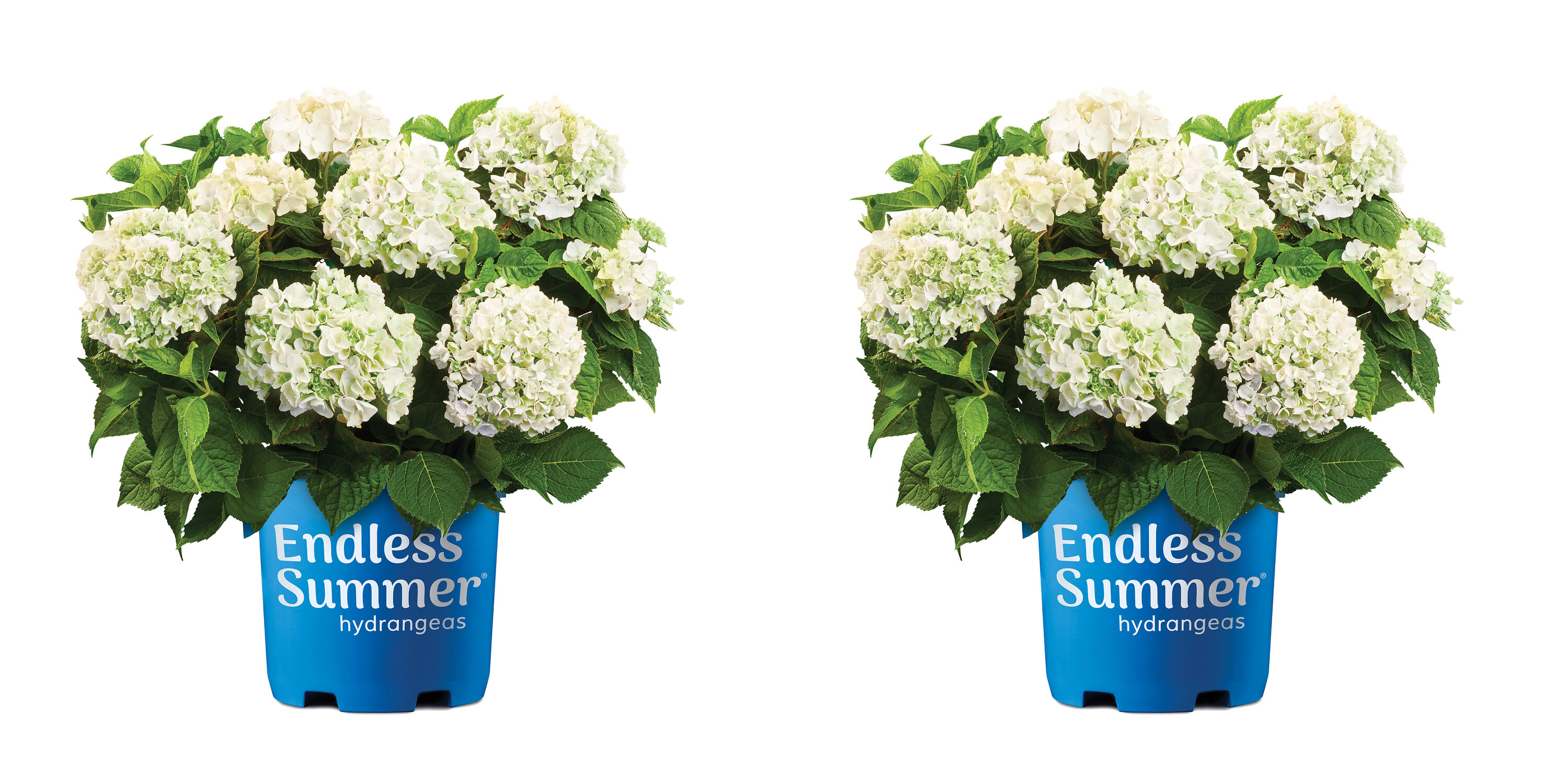  1317 Hydrangea Endless Summer Blushing Bride Flowering Shrub in 1 -Gallon Pot 2.0 -Pack with White Blooms