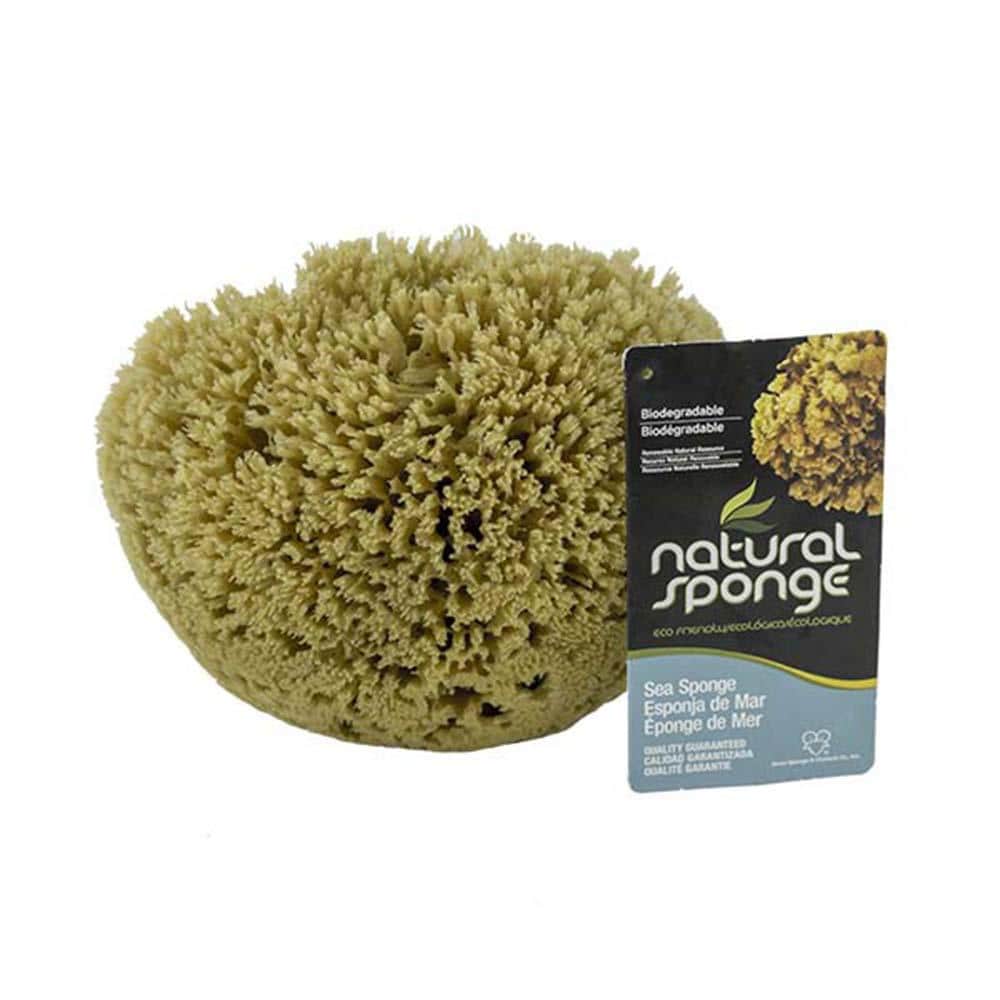 Choosing the Right Sea Sponge for Faux Painting: Wool, Grass or Cultured?