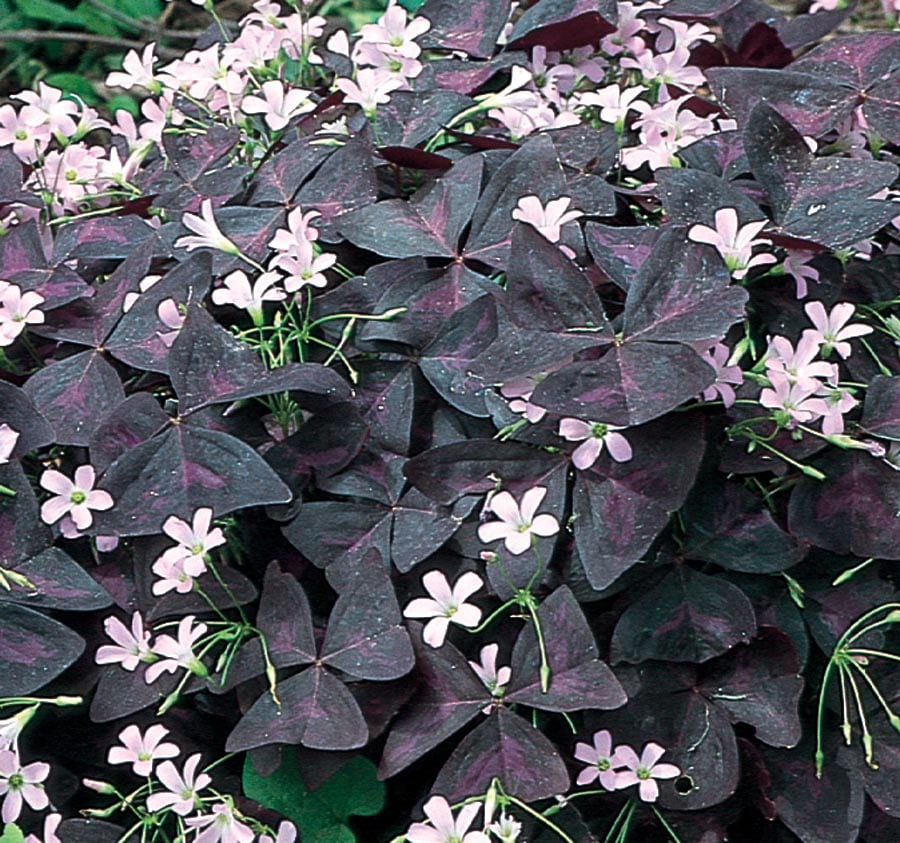 Pink Oxalis Plant in 13-oz in the Perennials department at Lowes.com