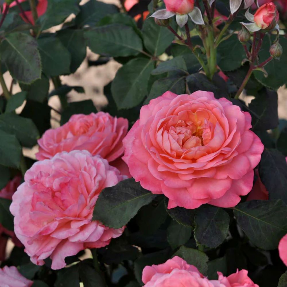 Proven Winners ROSPRC2207800 shrubs - View #4