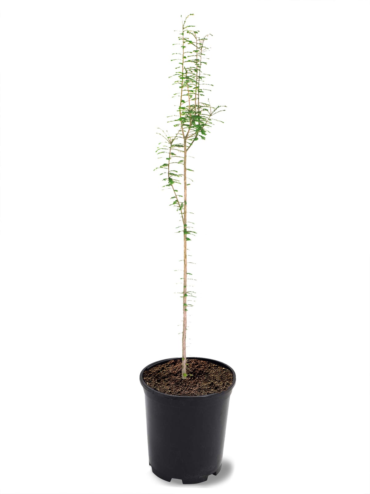 Southern Planters CYPBAL01G trees - View #2