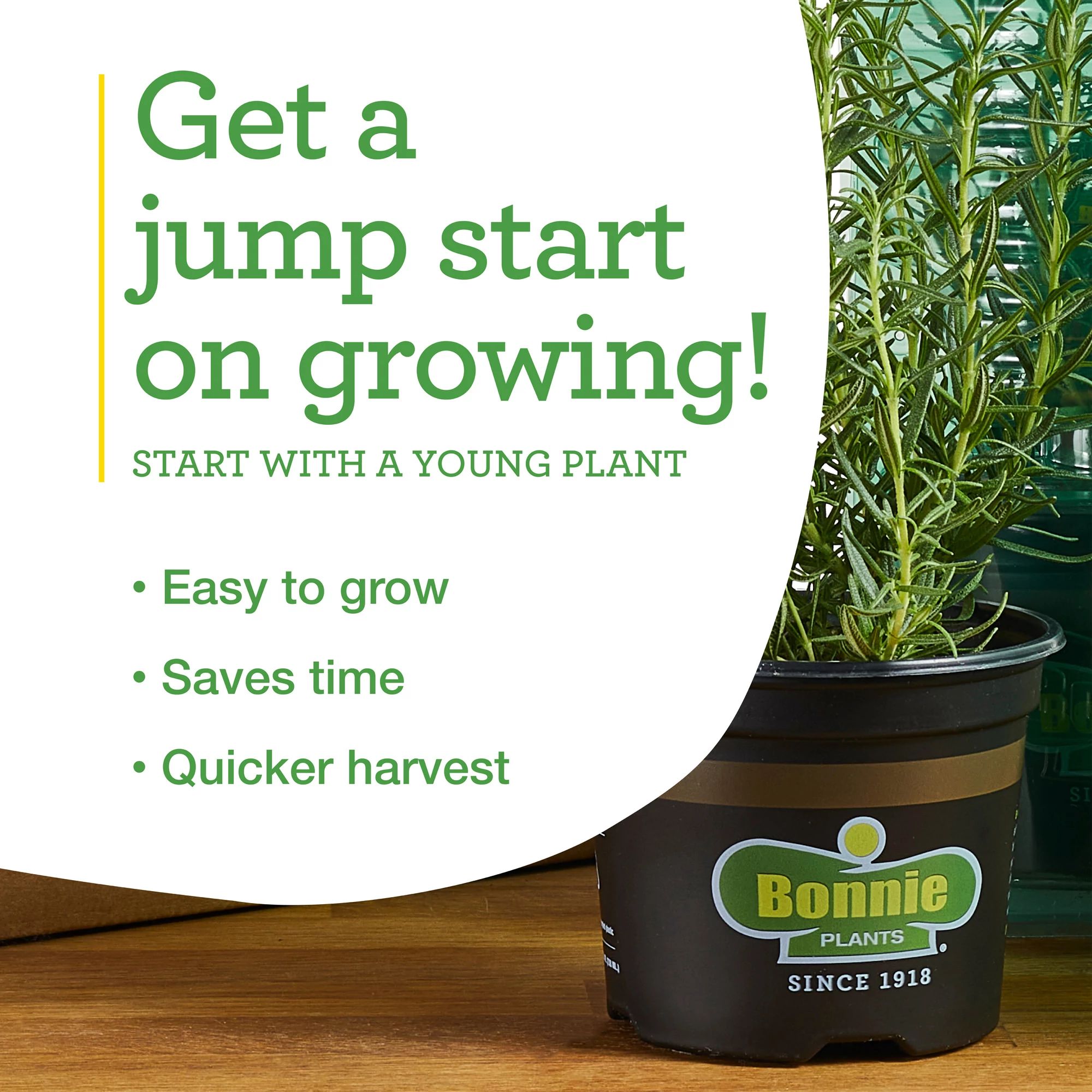 Bonnie Plants 207800 Vegetable-Plants - View #5