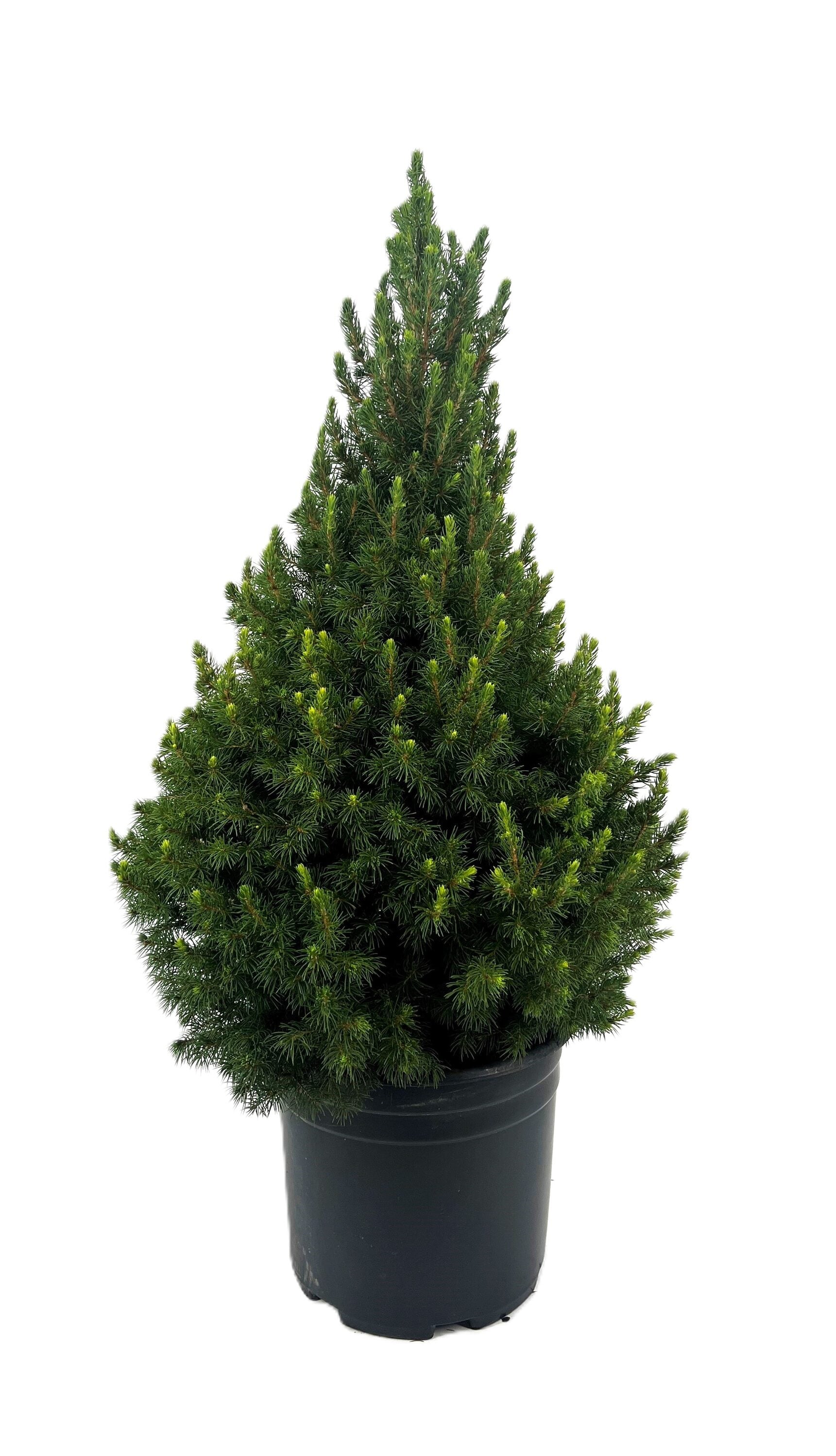 Dwarf Alberta Spruce Foundation/Hedge Shrub in 2.25-Gallon Pot O585003 ...