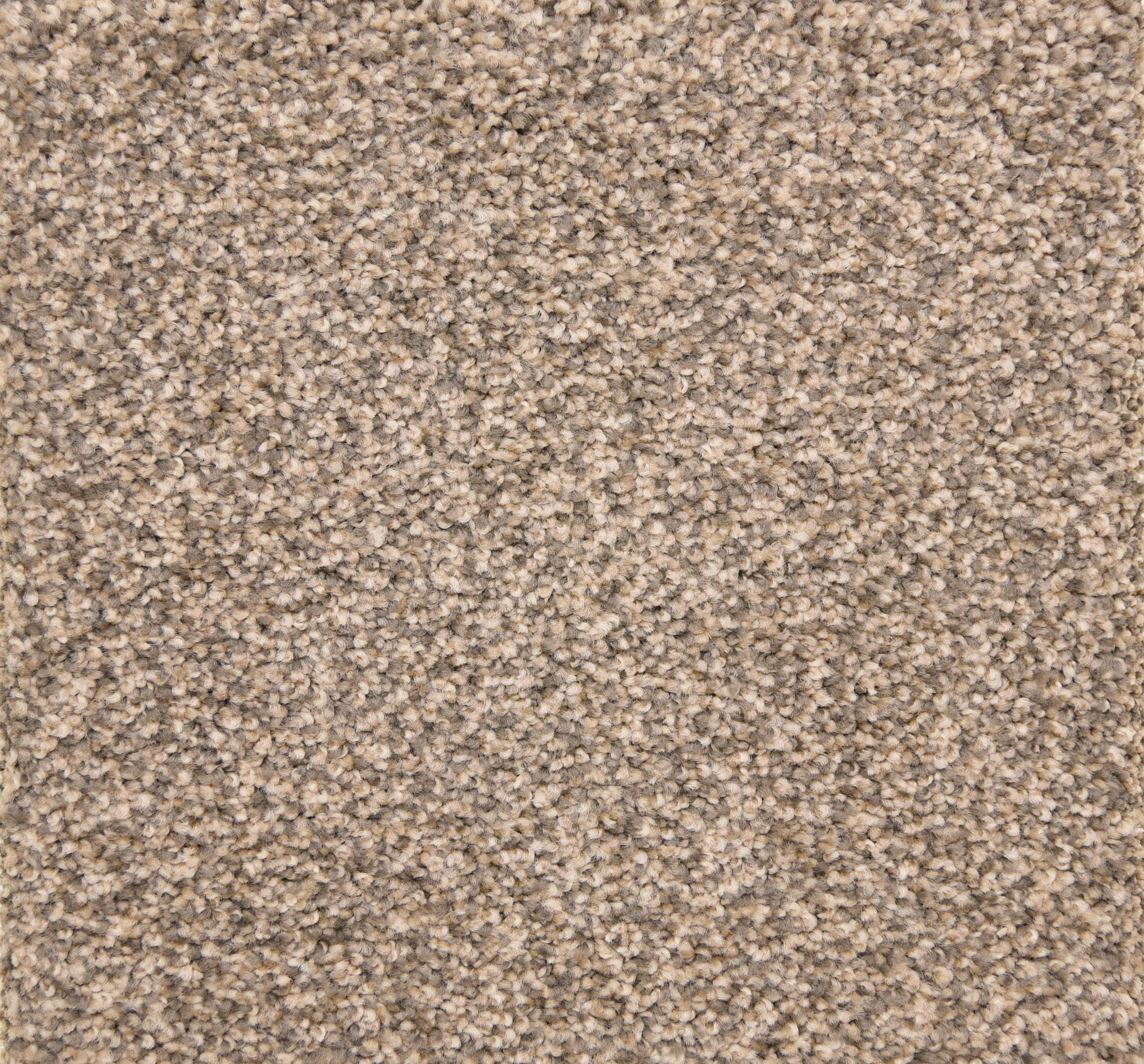 STAINMASTER DL020-118S (Sample) PetProtect Delta Queen Stoop Textured Carpet