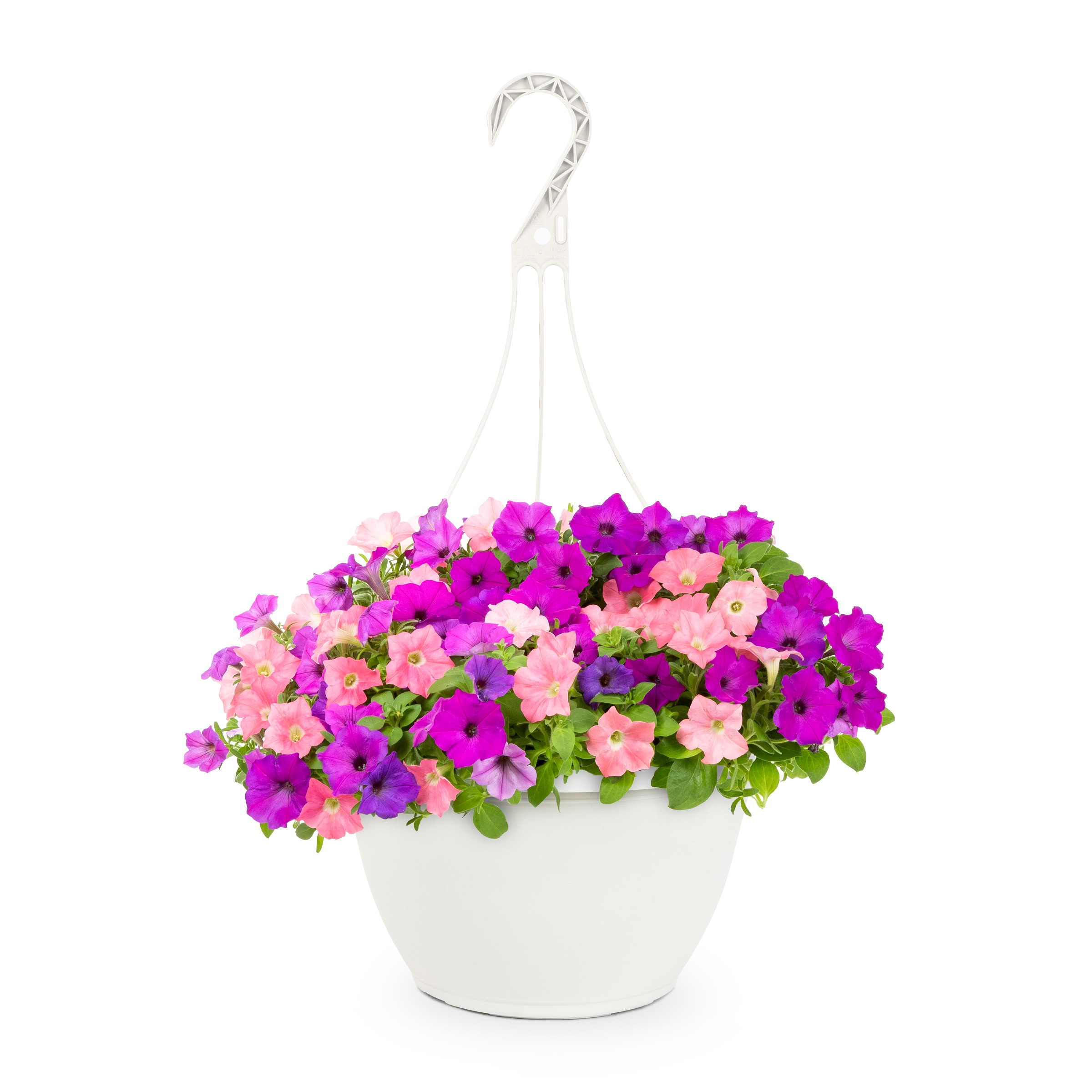 Lowe's Multicolor Wave Petunia in 1.7 Gallon(s) Hanging basket 1 -Pack