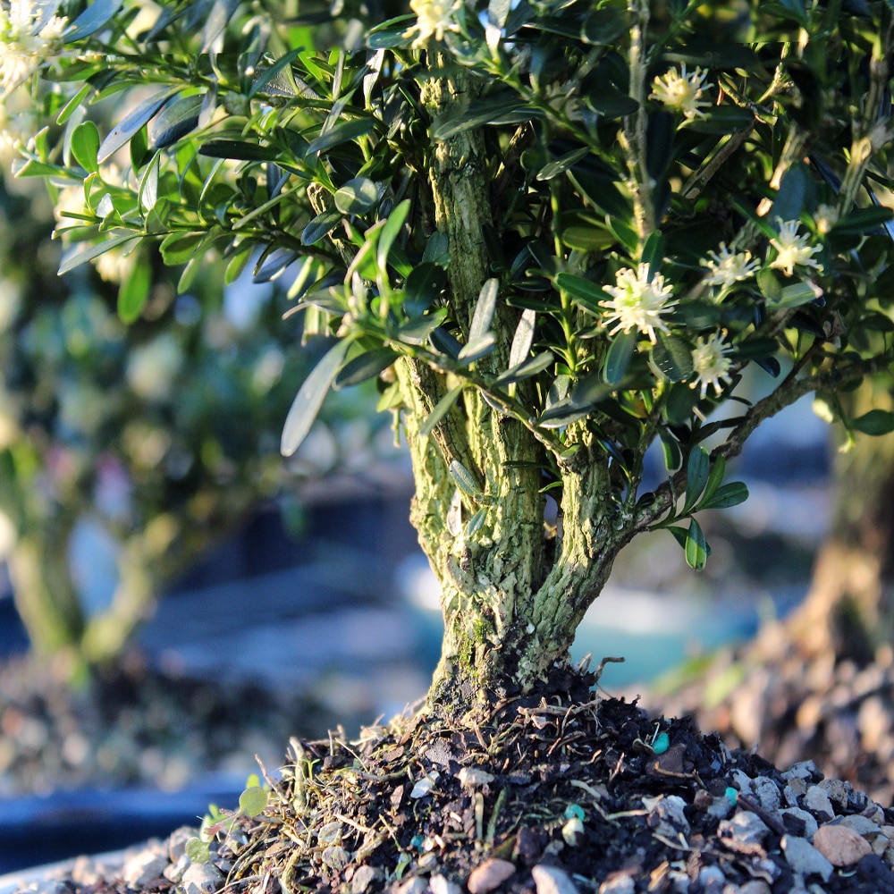 Brussel's Bonsai DT3513HB trees - View #3