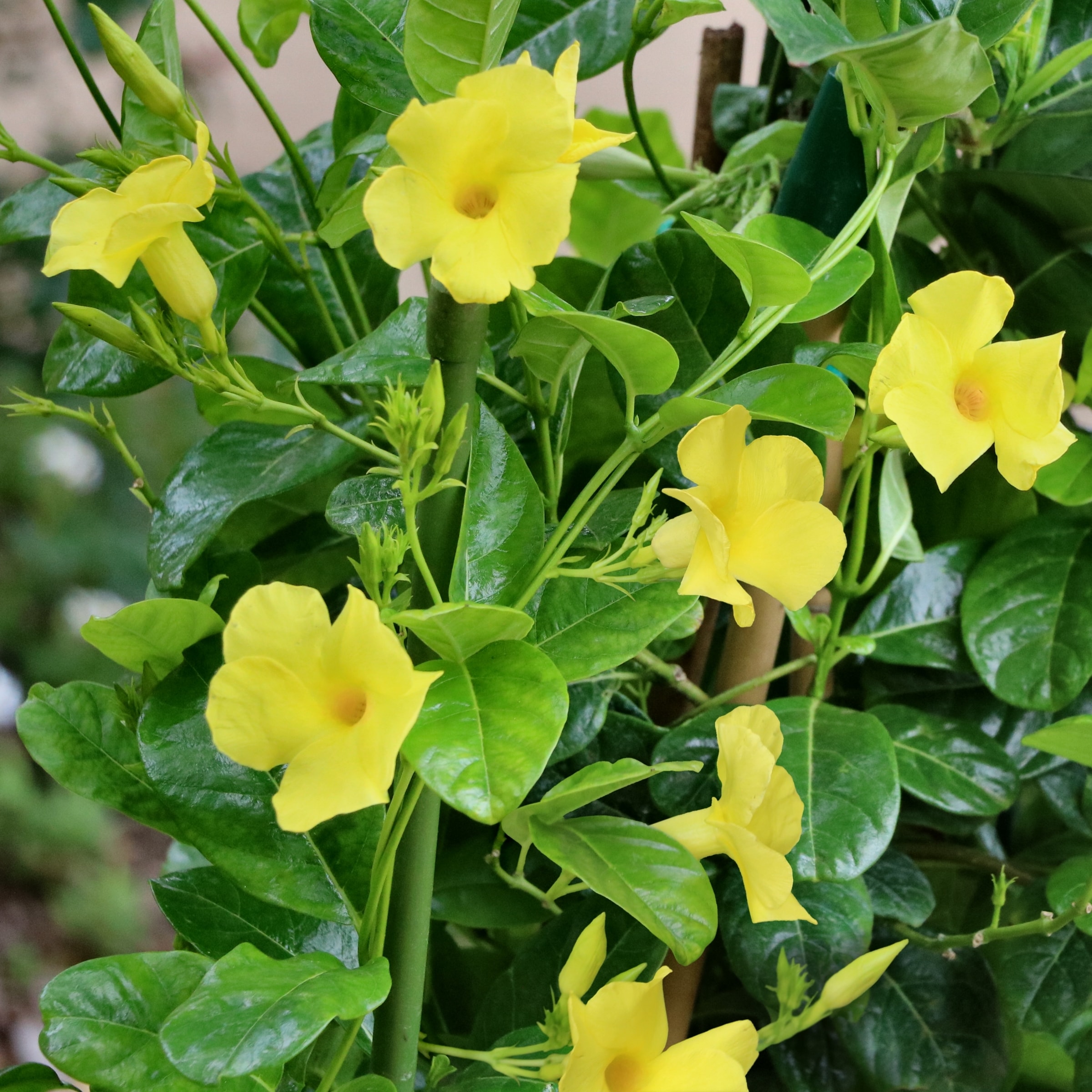 Dipladenia 'Opal Yellow' Plants, Bulbs & Seeds at Lowes.com