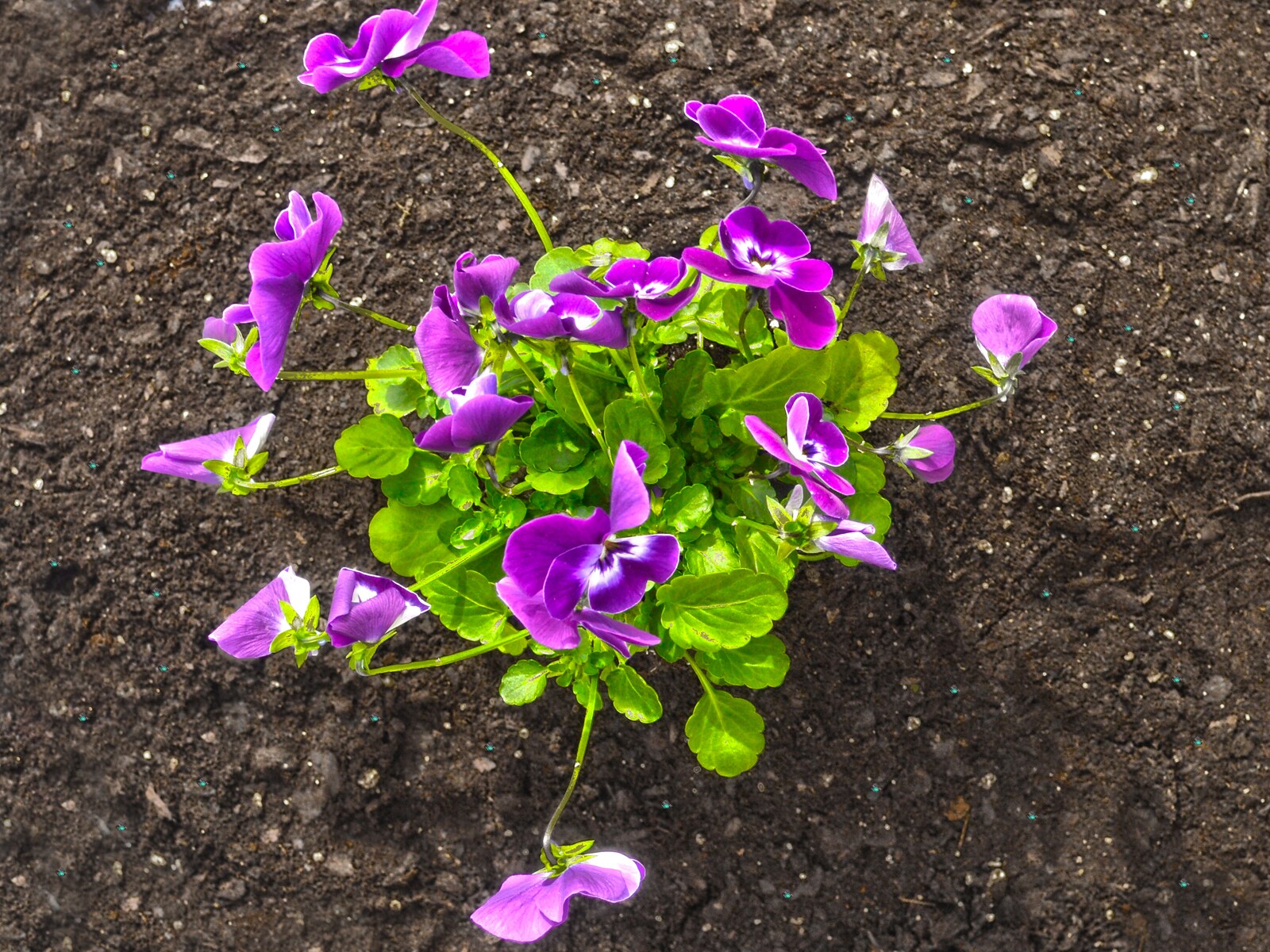 Sta-Green POTAP10SG Garden-Soil-Soil-Amendments - View #3