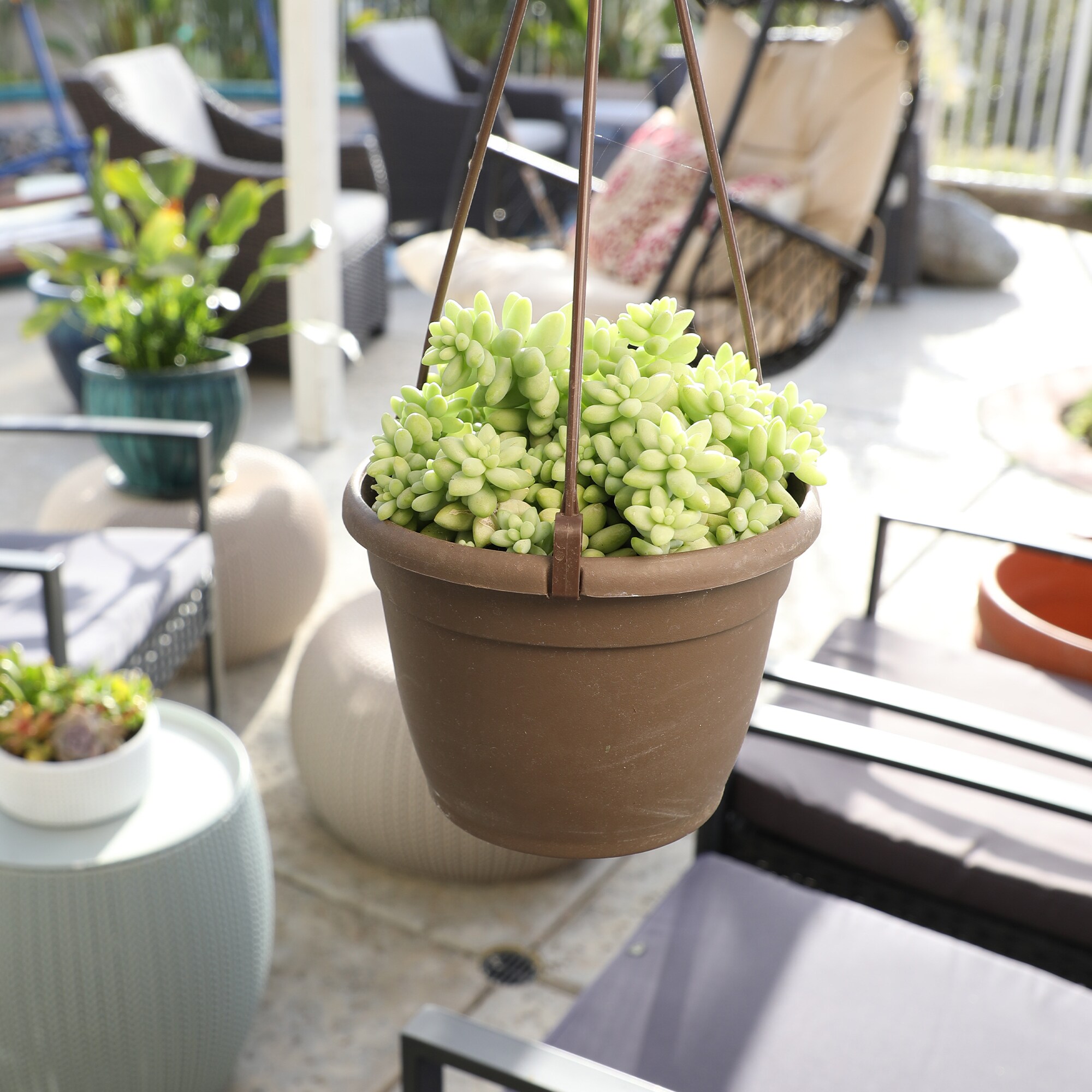 Altman Plants 0880063 Cacti-Succulents - View #2