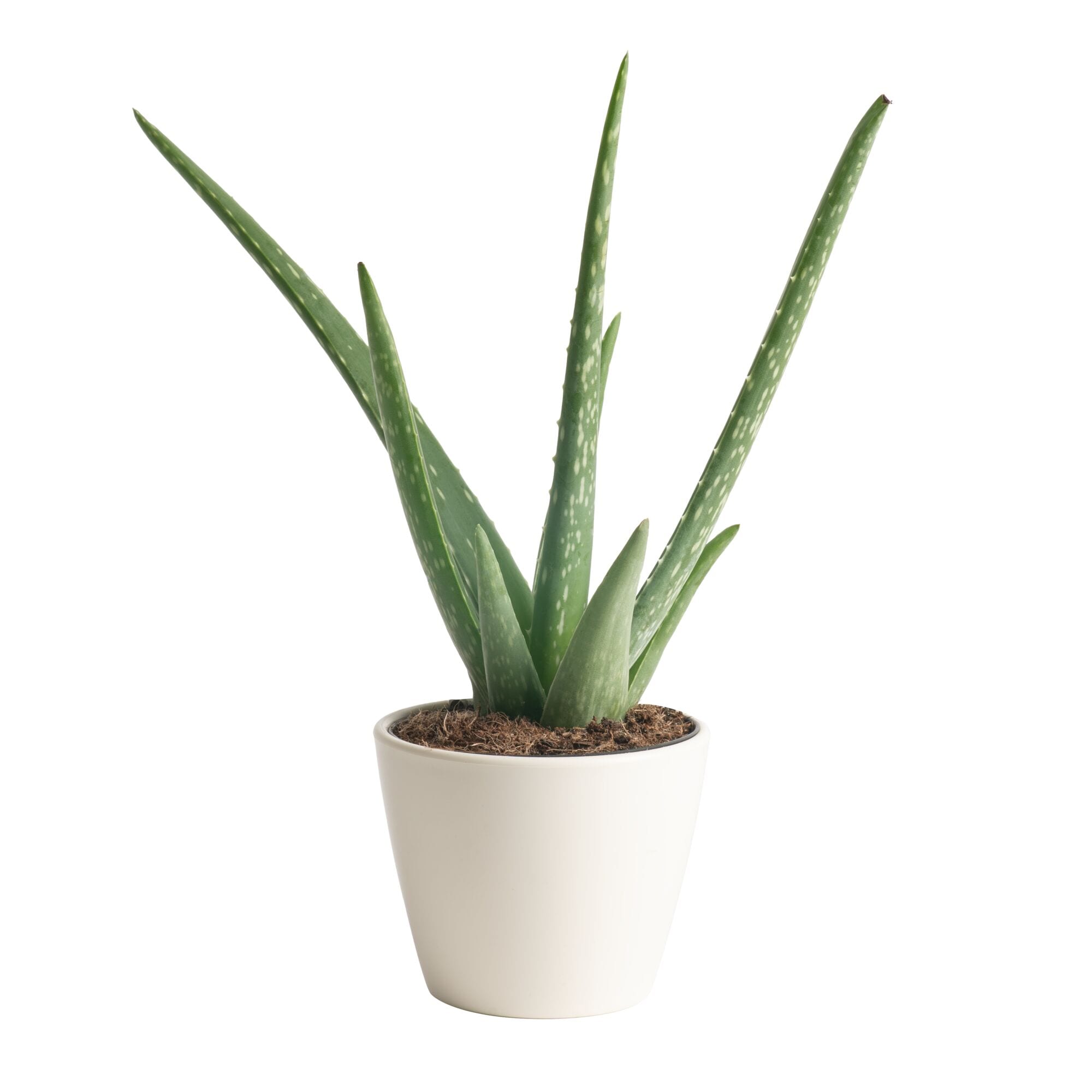 Costa Farms S-ALO-S-BEI-01-LW 1.0 -Pack Aloe Vera in 4 -in Pot