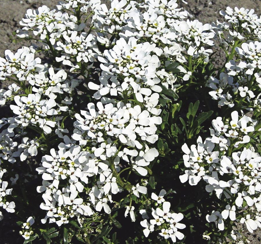 1 Gallon In Pot Candytuft L6685 In The Perennials Department At Lowes Com