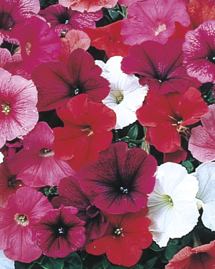 Lowe's 235802 Multicolor Trailing Petunia in Gallon(s) Planter