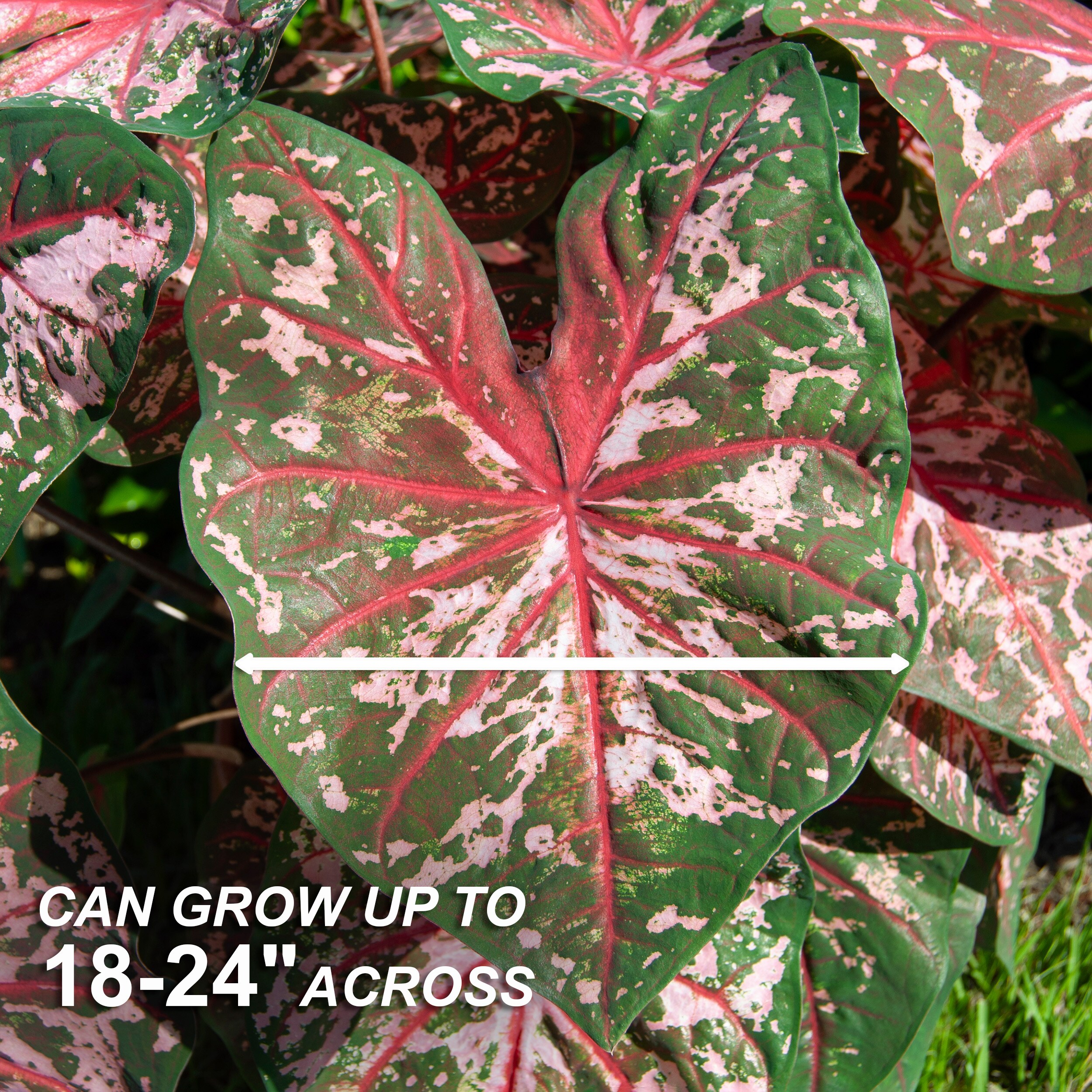 Garden State Bulb Pink Caladium Bulbs 10-Count in the Plant Bulbs ...