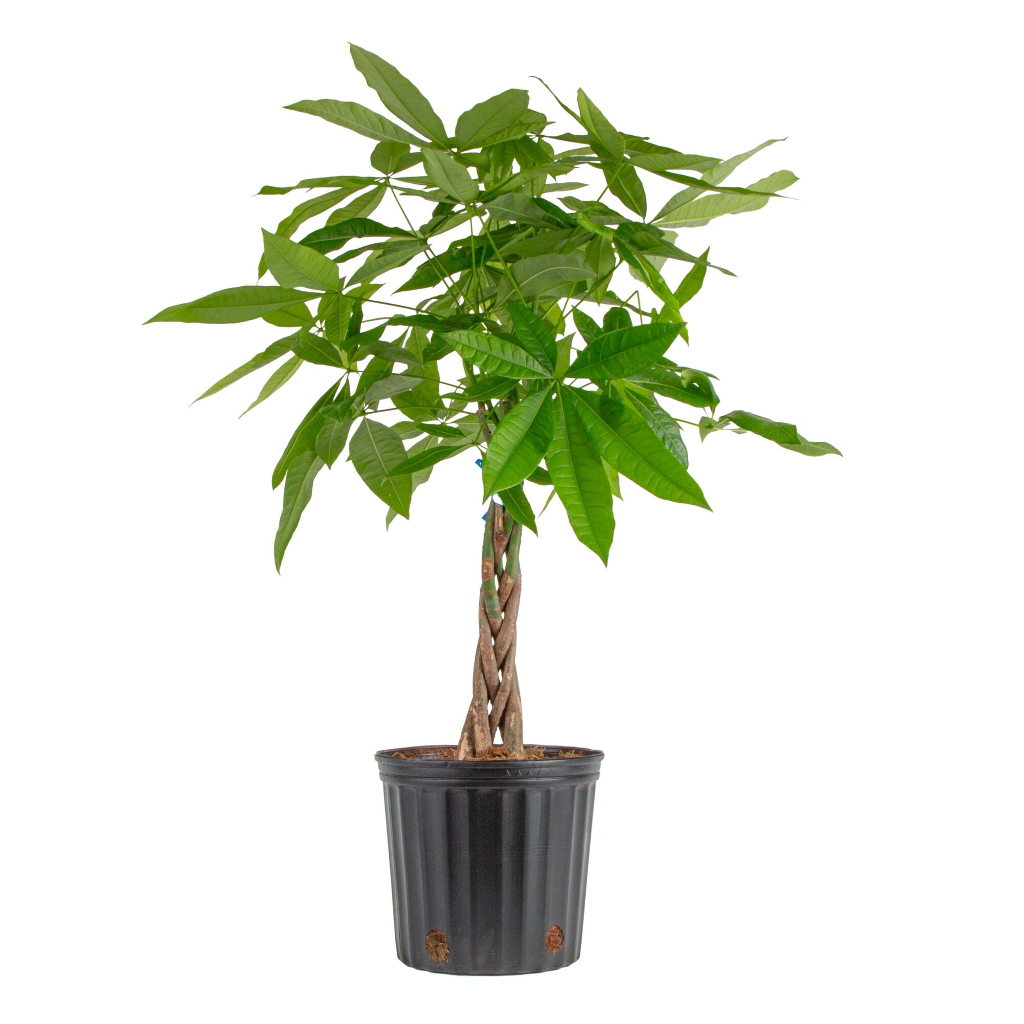Costa Farms L-PAC-G-POT-01-LW Pachira Braid Money Tree House plant in 10 Inch(es) Pot 1 -Pack