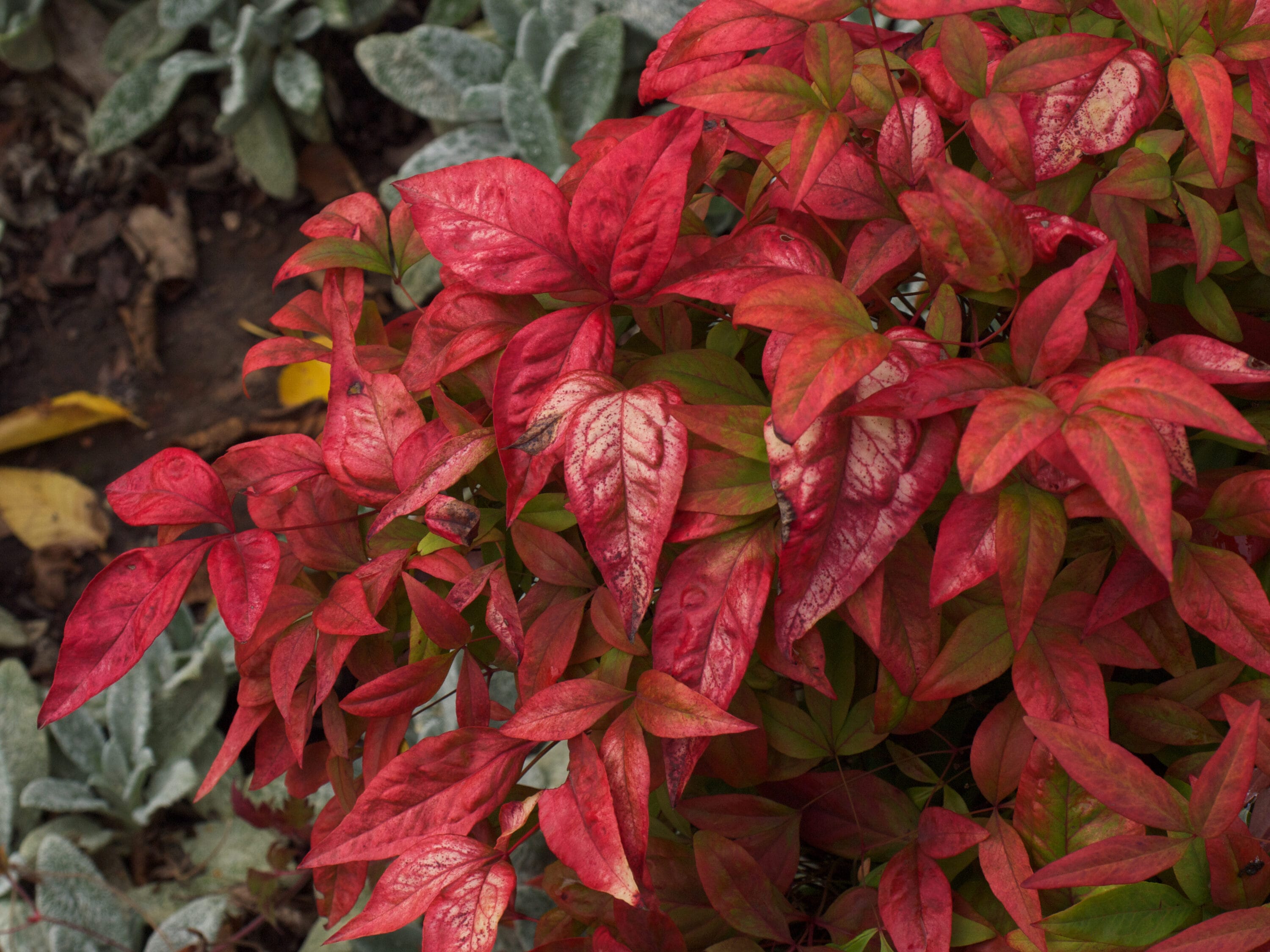 National Plant Network LW0022 shrubs - View #4