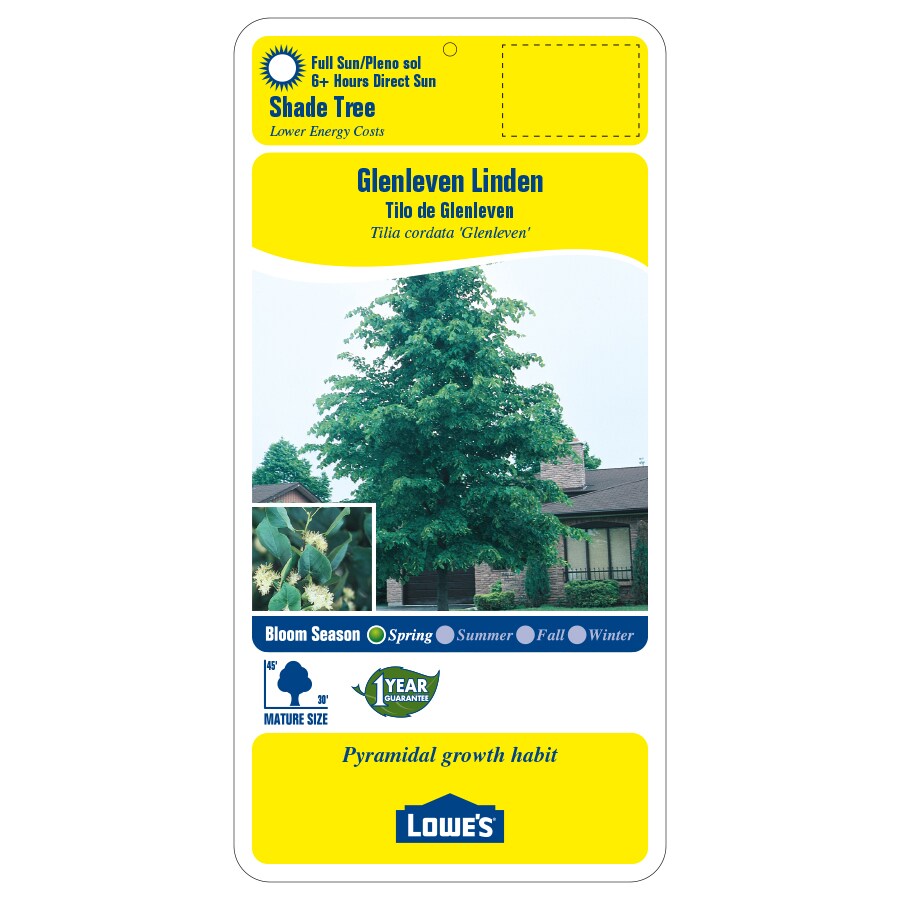 5.98-Gallon Yellow Shade Tree Glenleven Linden In Pot (With Soil) in ...