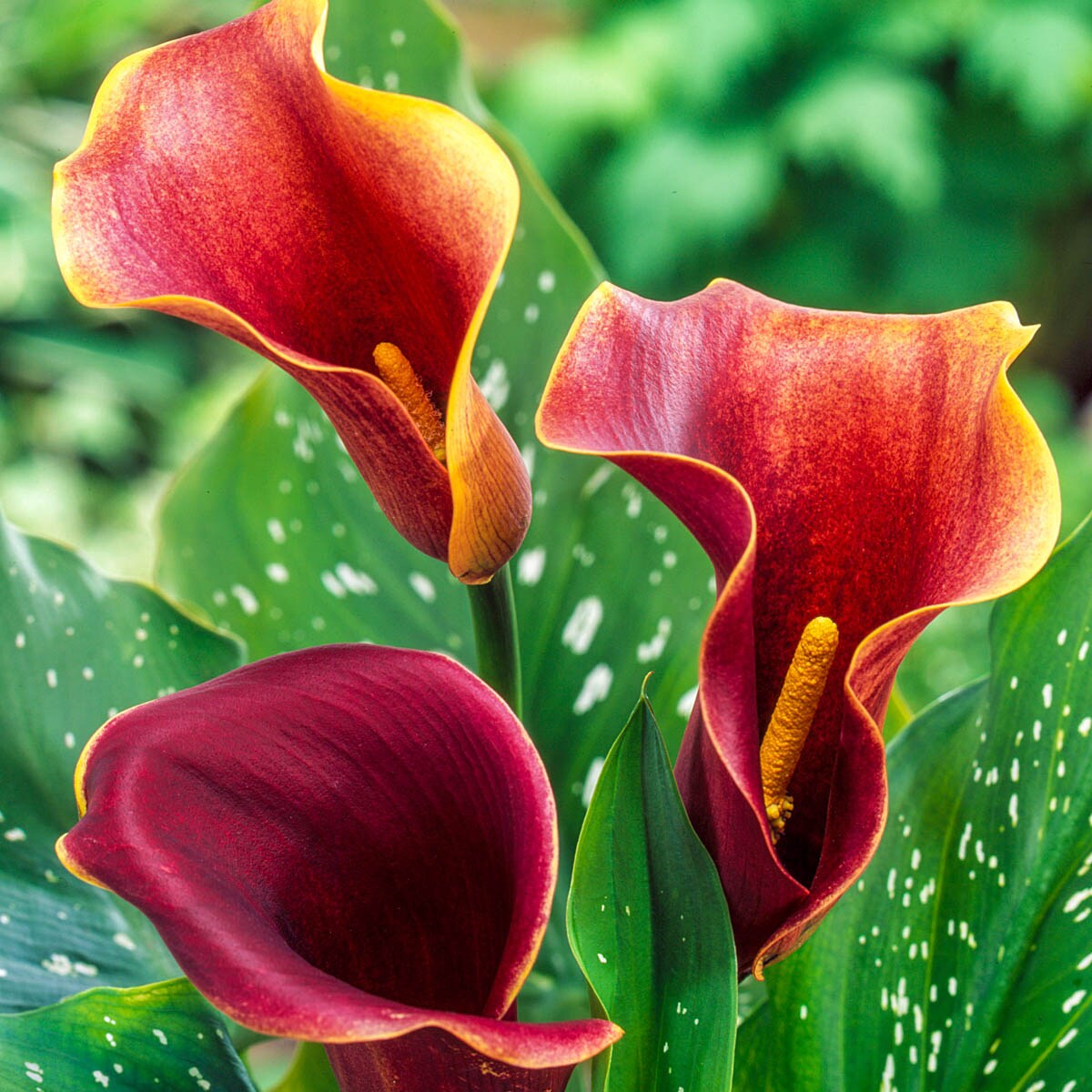 Direct Gardening 96225 Plant-Bulbs - View #3