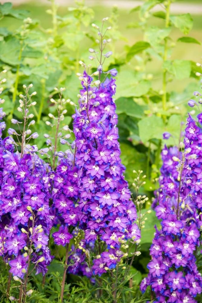 Spring Hill Nurseries 80596 perennials - View #4
