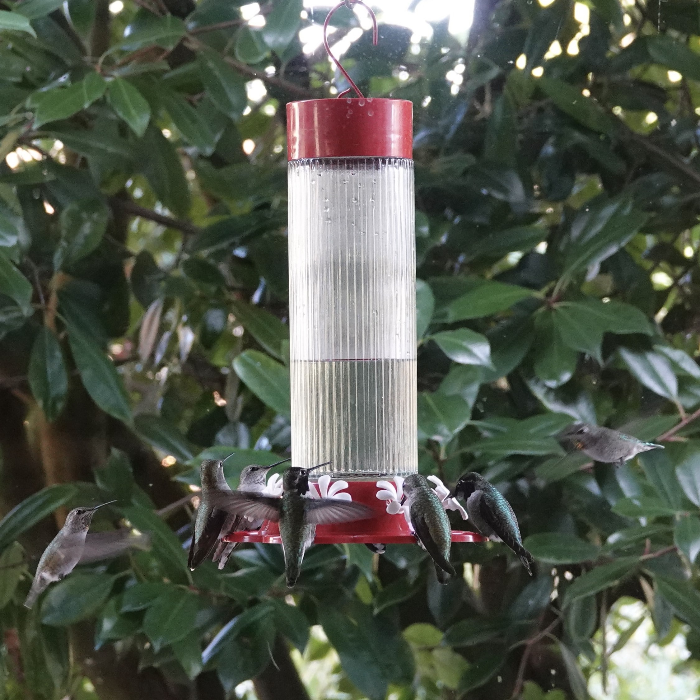 Wild Wings WWTGF5 Bird-Feeders - View #4