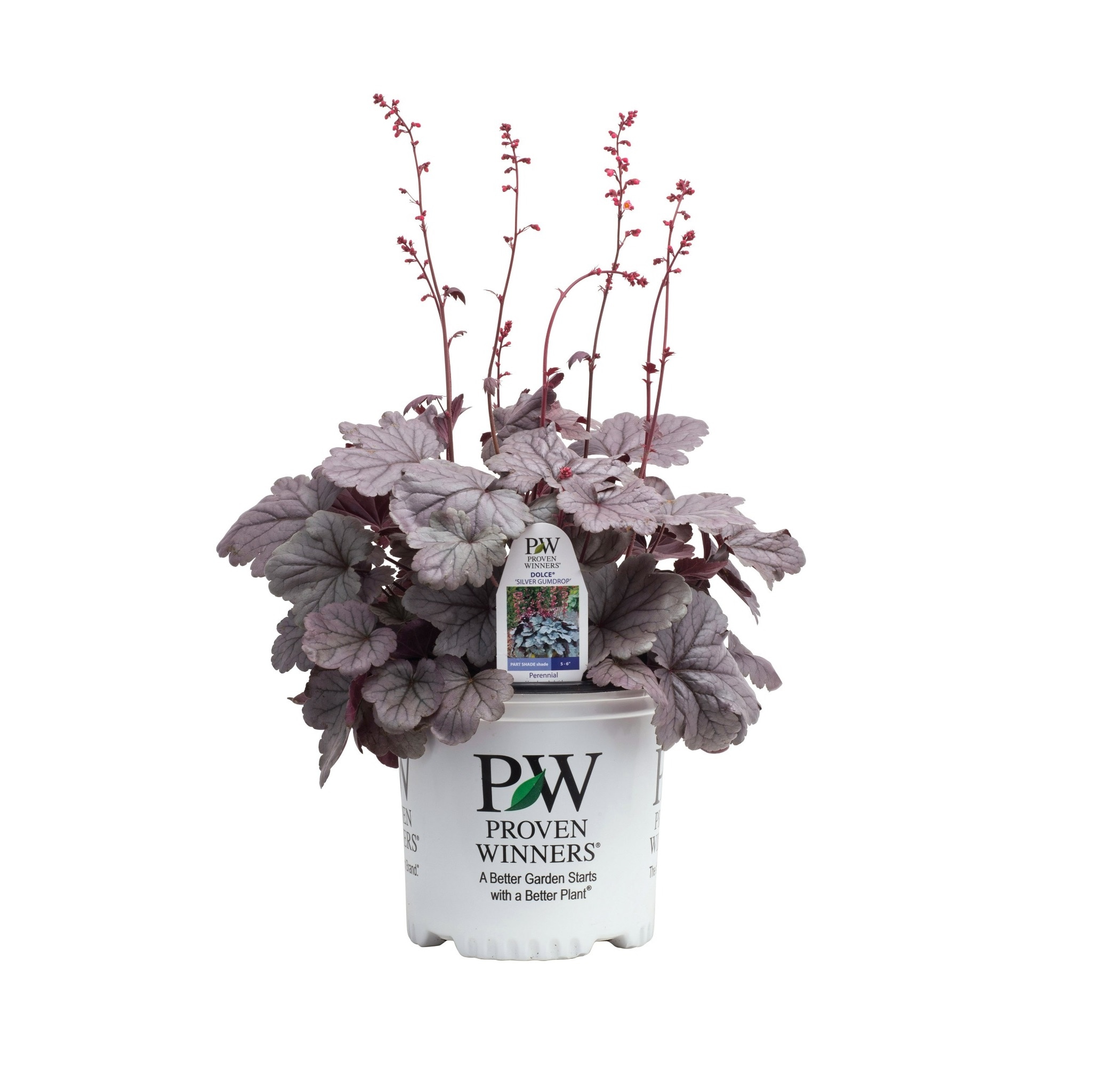 Proven Winners HEUPWP2117800 Silver Gumdrop Heuchera Qt