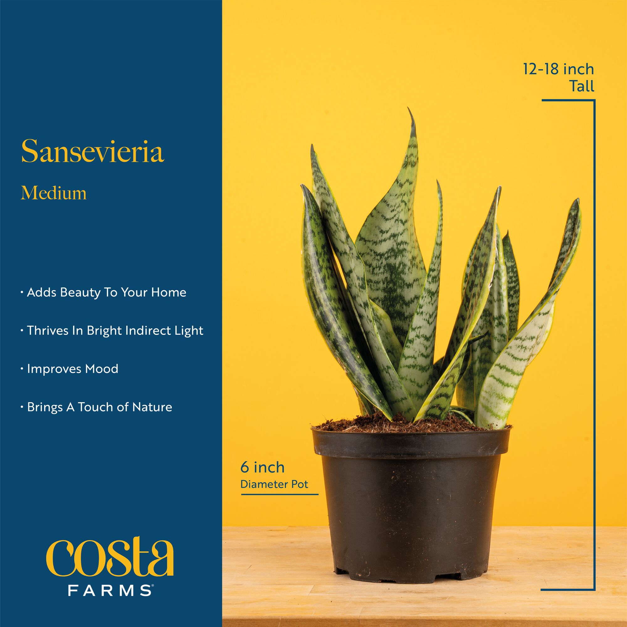 Costa Farms CO.SL07.1.GP.2PK hseplants - View #6