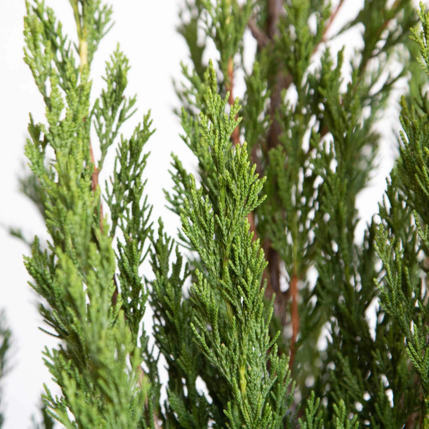 Flowerwood 3402Q-1 trees - View #2
