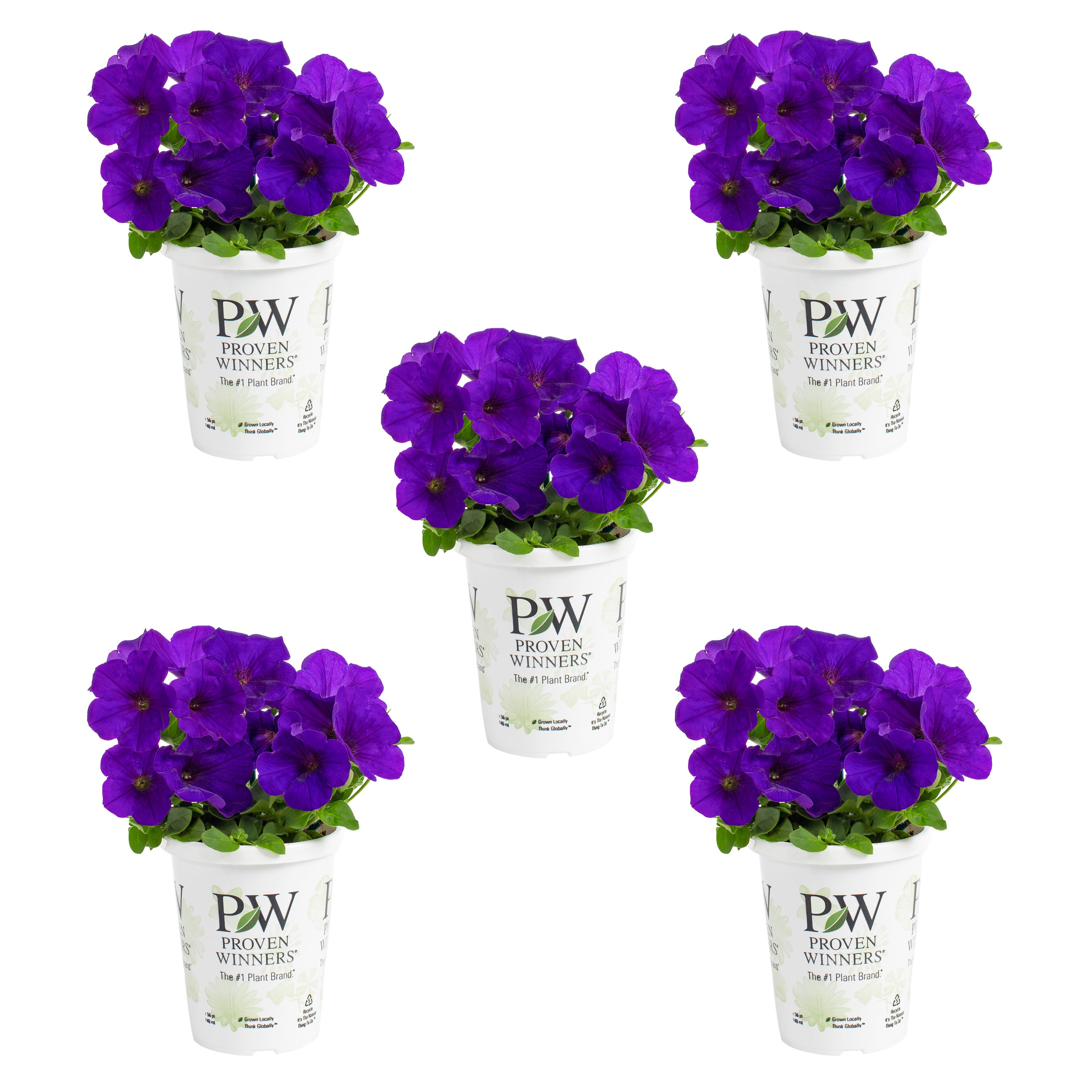 Proven Winners Purple Petunia in 1.5-Pint Pot 5-Pack in the Annuals ...