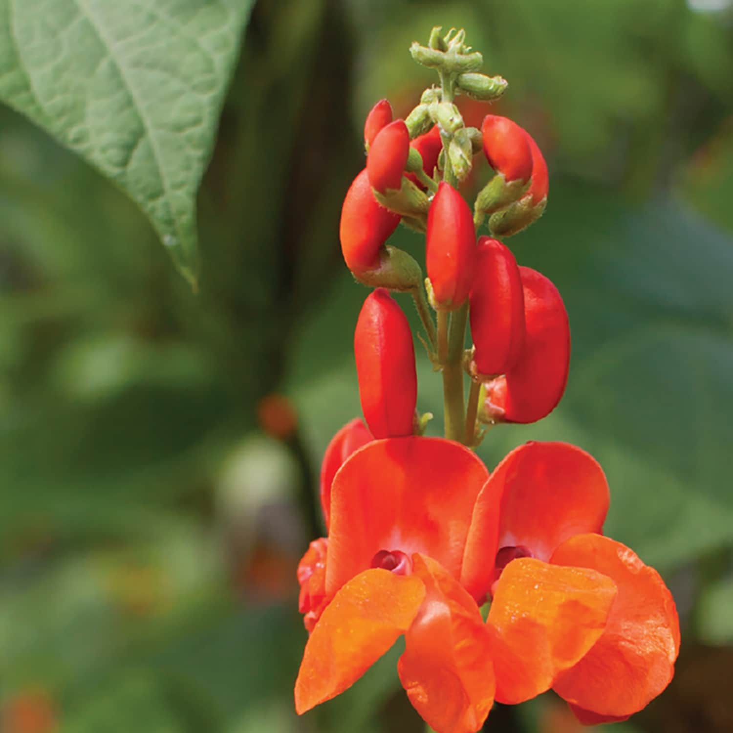 Ferry-Morse LC25.5231 seeds - View #3