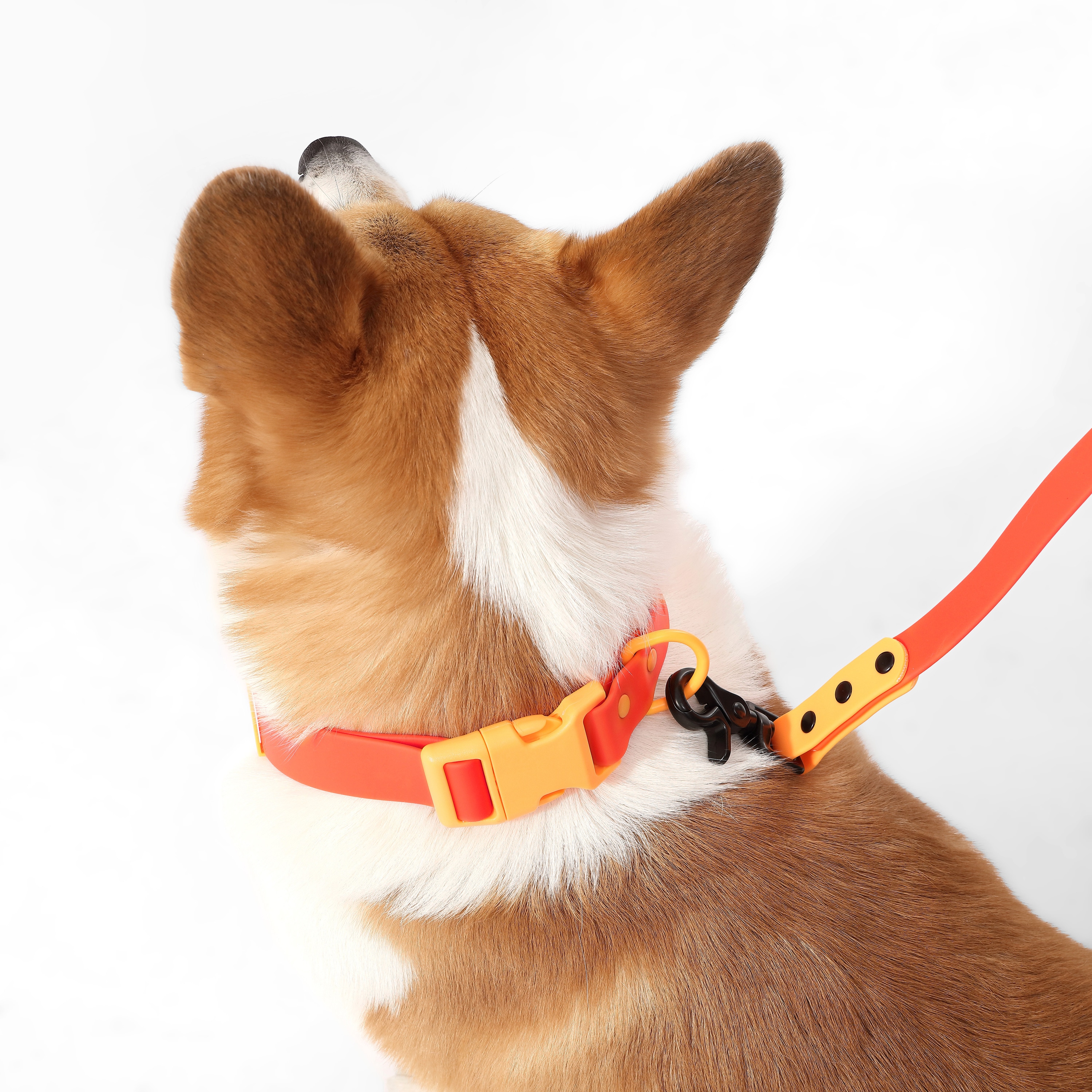 The Licker Store WLK1005A-5SET Dog-Collars-Harnesses - View #7
