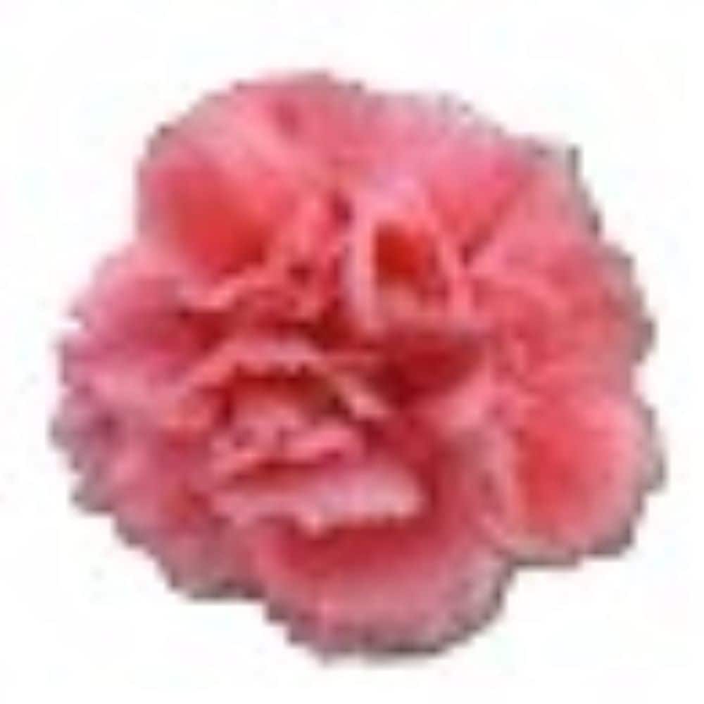 Lowe's NURSERY Pink Dianthus Plant in 1 -Quart Pot 1 -Pack